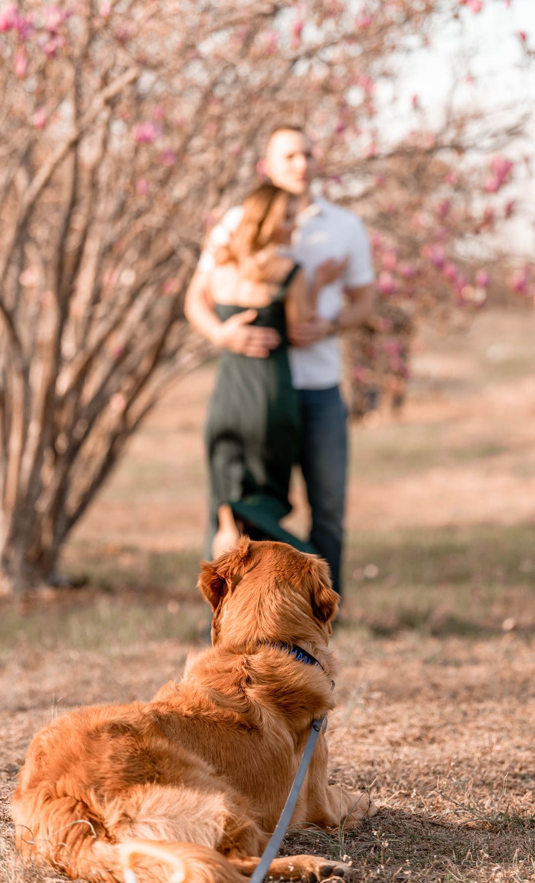 Golden retriever on leash watches couple embrace near blooming pink magnolia trees during spring engagement photo session.