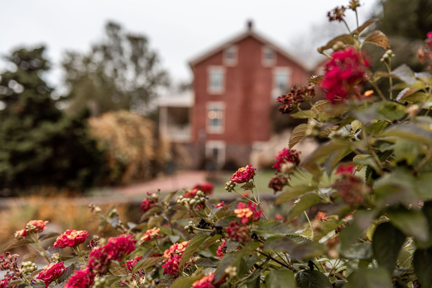 Red lantana flowers in focus with a blurred red brick historic venue building in the background.