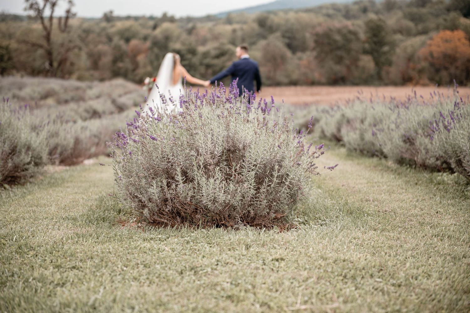 Bride and groom walk hand in hand through a fragrant lavender field surrounded by rolling autumn hills.