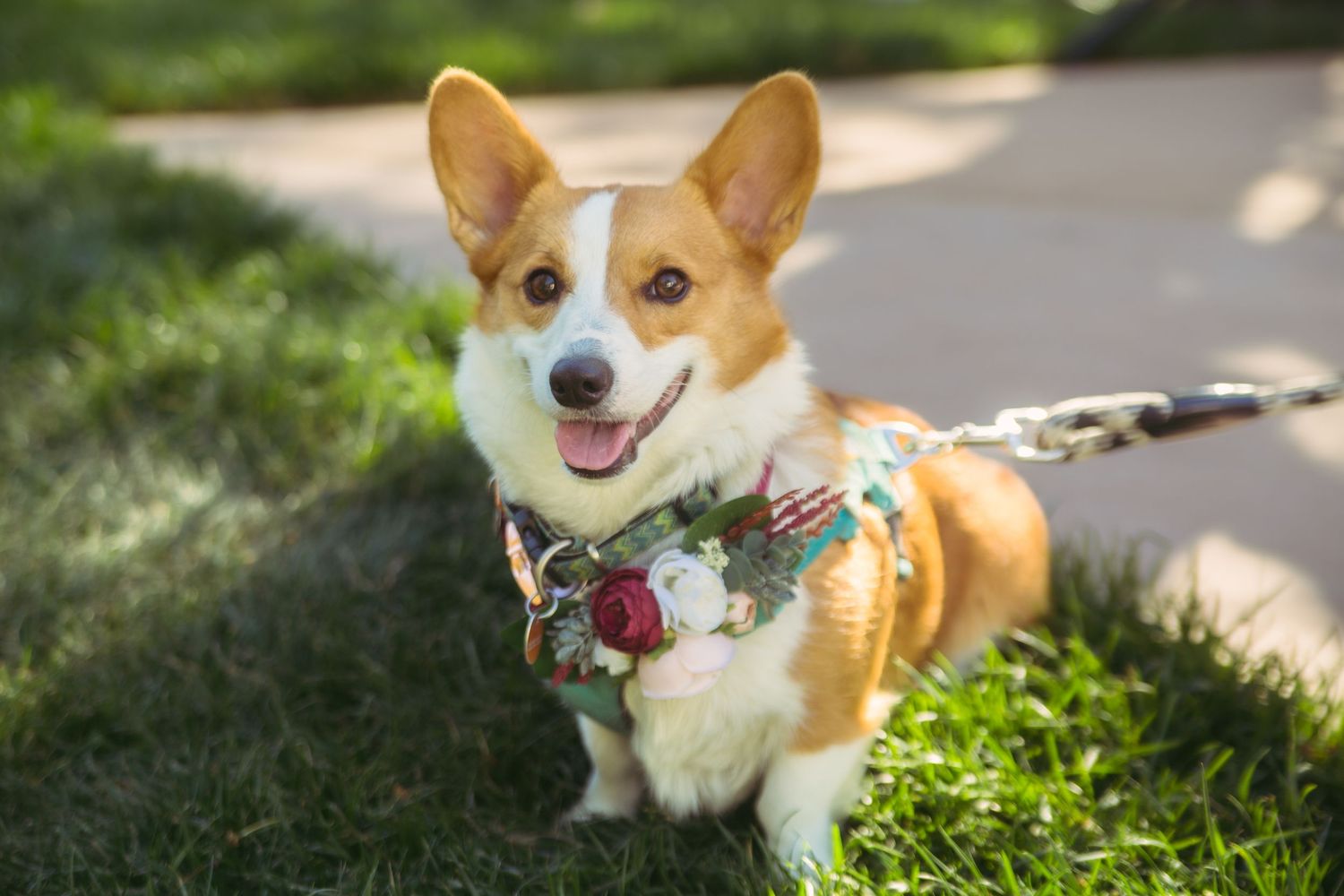 Smiling Corgi dog wearing a festive floral collar lying on green grass at an outdoor wedding celebration.