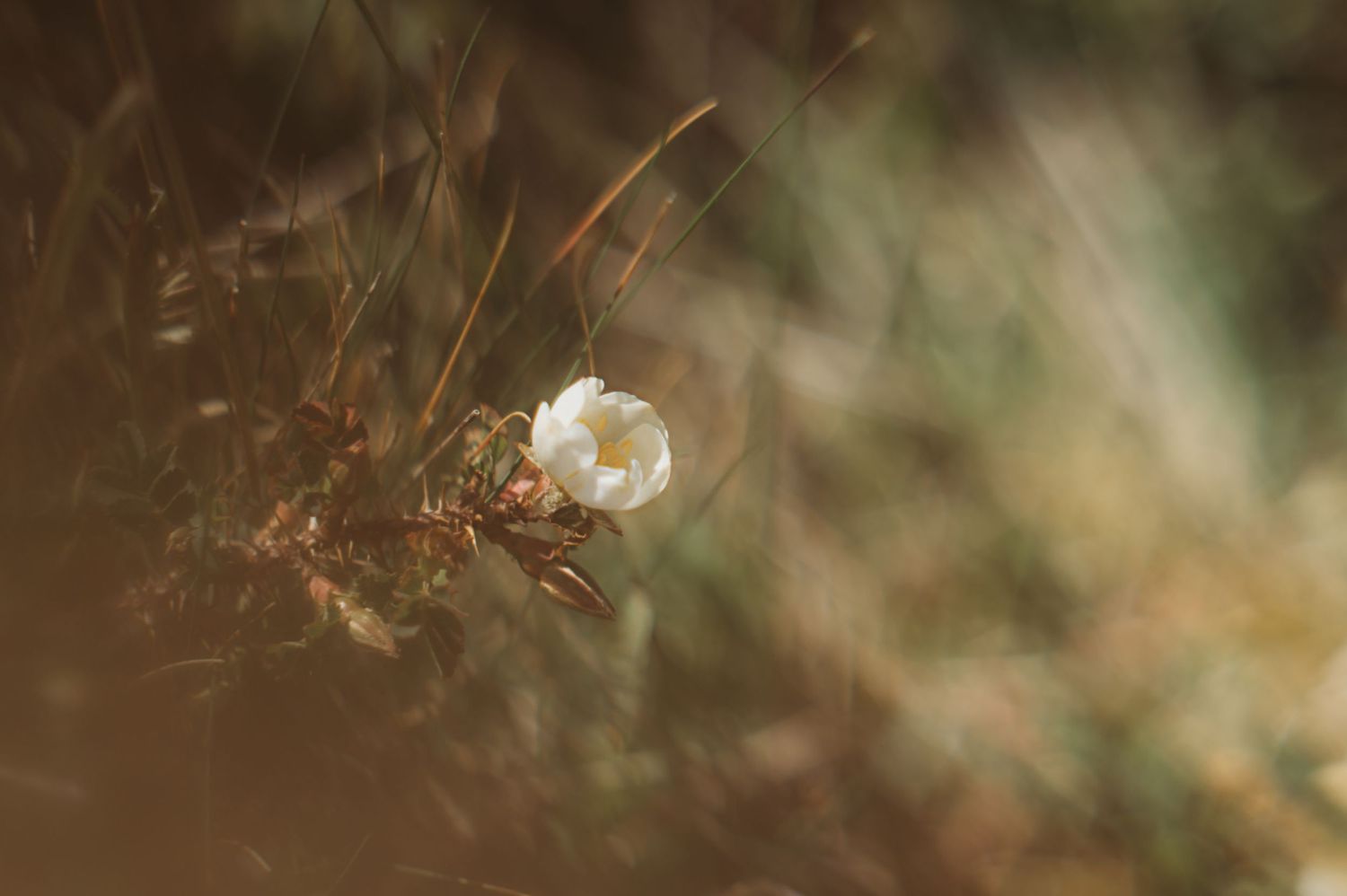 Delicate single white wildflower blooming among dry grass and earth in soft warm bokeh light.
