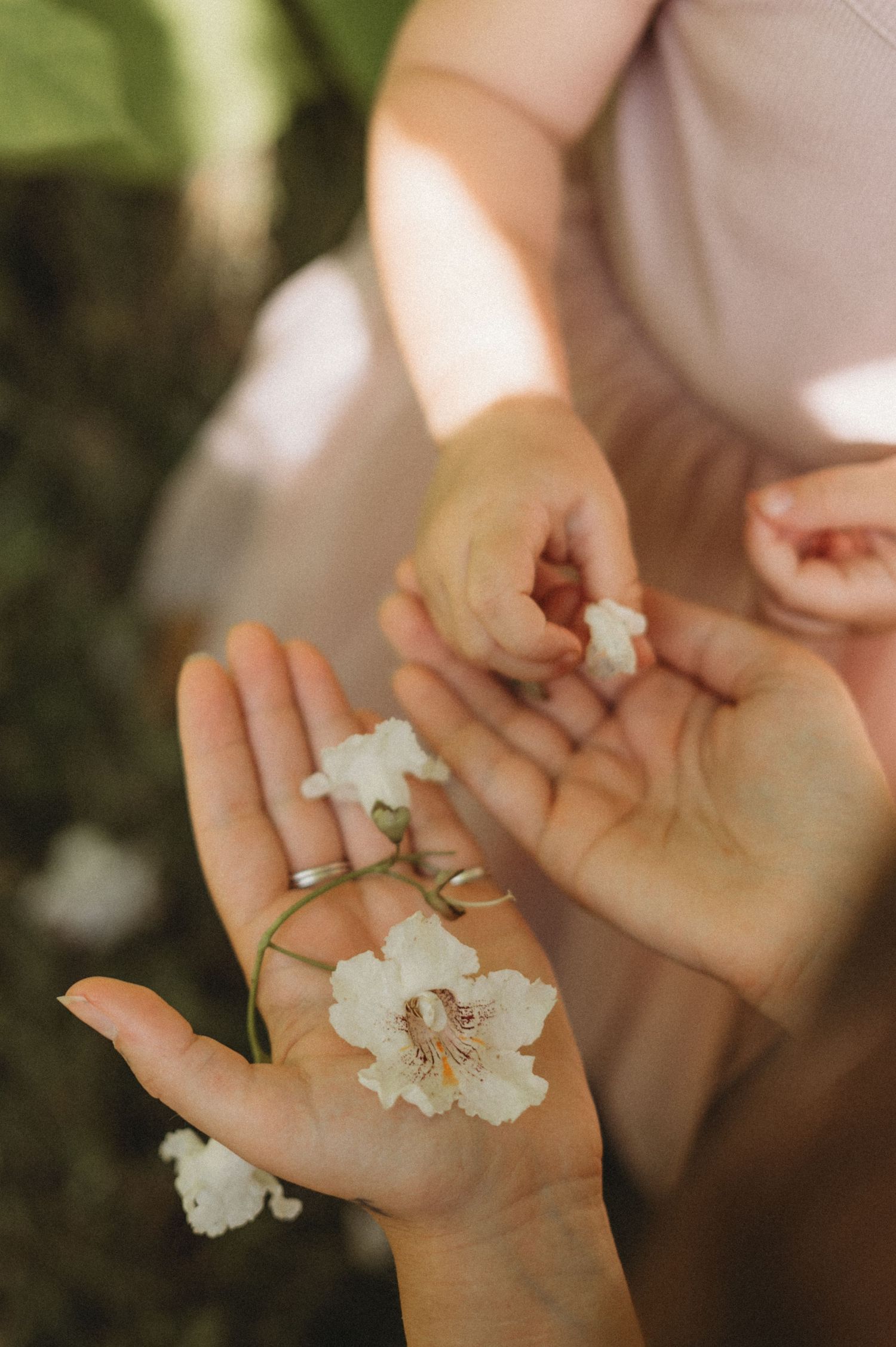 Two hands hold delicate white flowers with wedding rings resting among them.