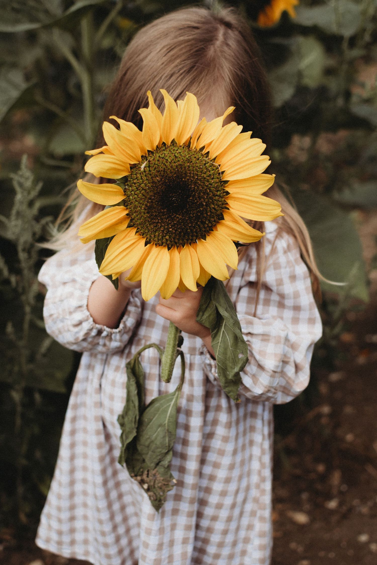 Young girl in plaid dress holding a large sunflower over her face.