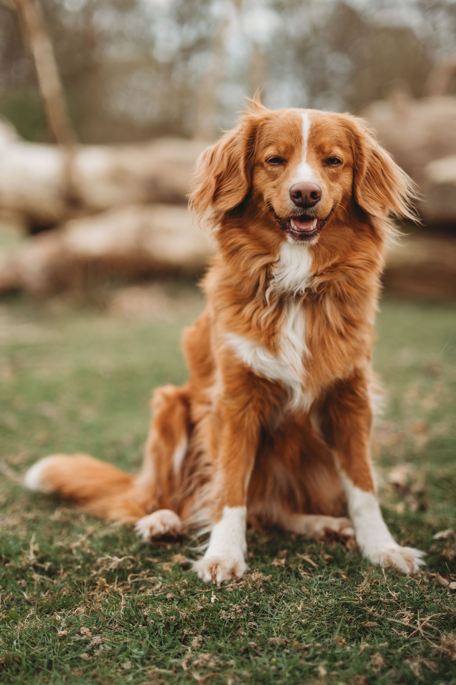 Fluffy golden-brown Nova Scotia Duck Tolling Retriever sitting on grass.