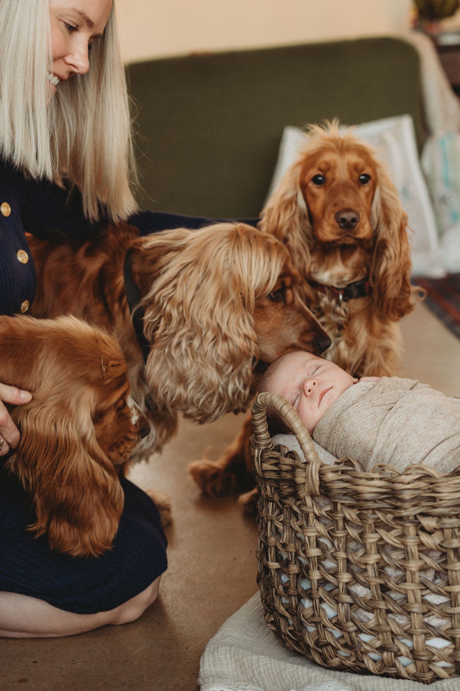 Woman with blonde hair sits beside two golden Cocker Spaniels as they curiously sniff a newborn baby in a wicker basket.