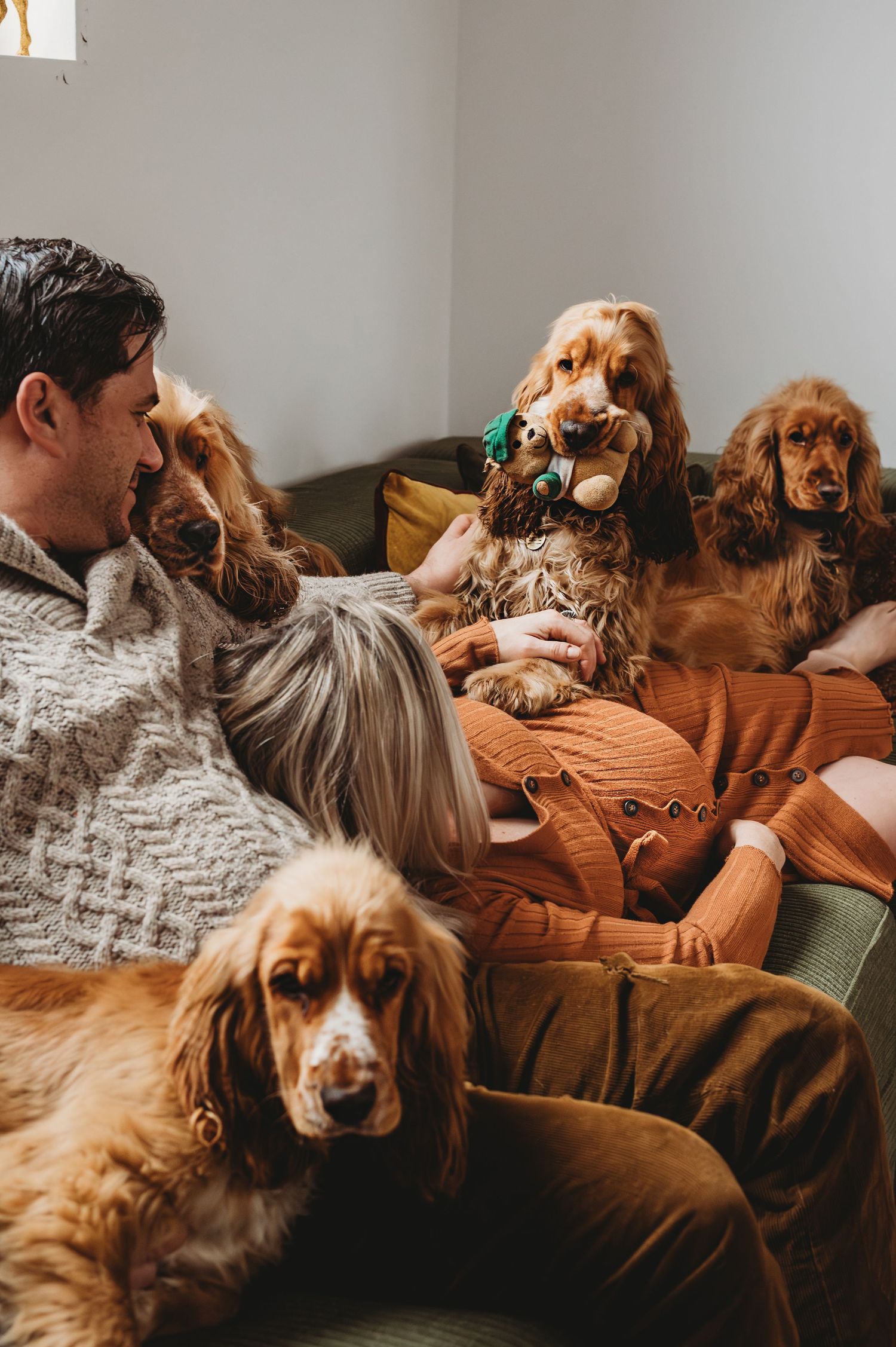 Couple relaxing on sofa surrounded by golden Cocker Spaniel dogs at home.