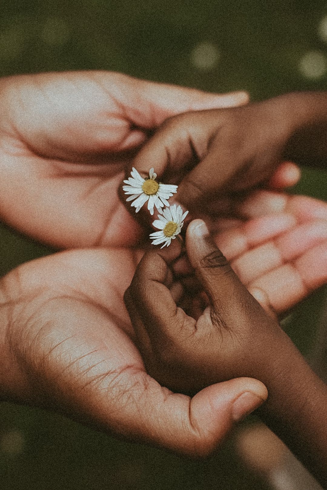 Adult and child hands holding small white daisy flowers together.