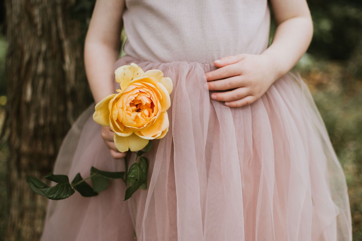 Young girl in a blush tulle dress holding a large yellow garden rose outdoors.
