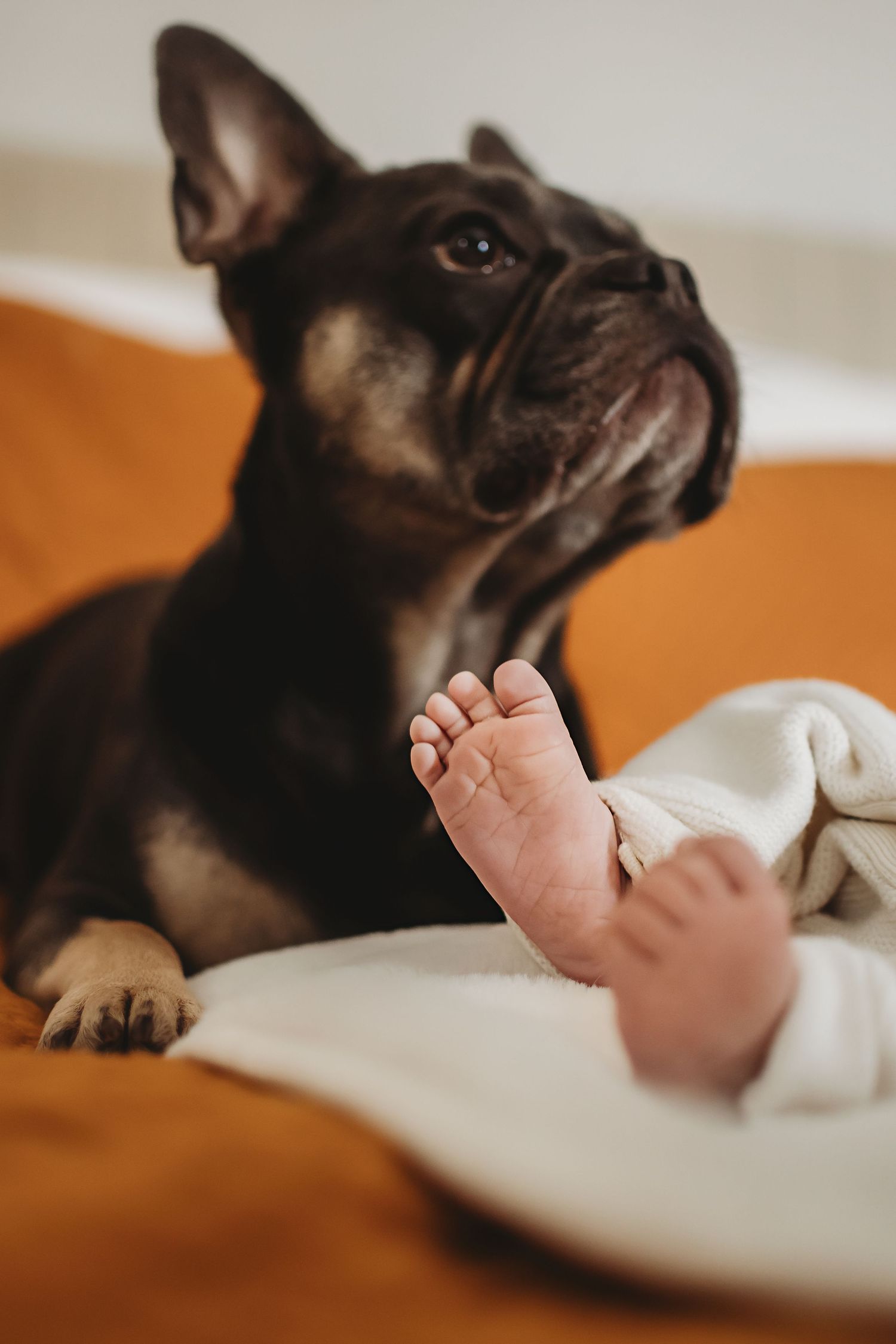 Dark brindle French Bulldog lying on orange sofa beside newborn baby's tiny feet wrapped in white blanket.