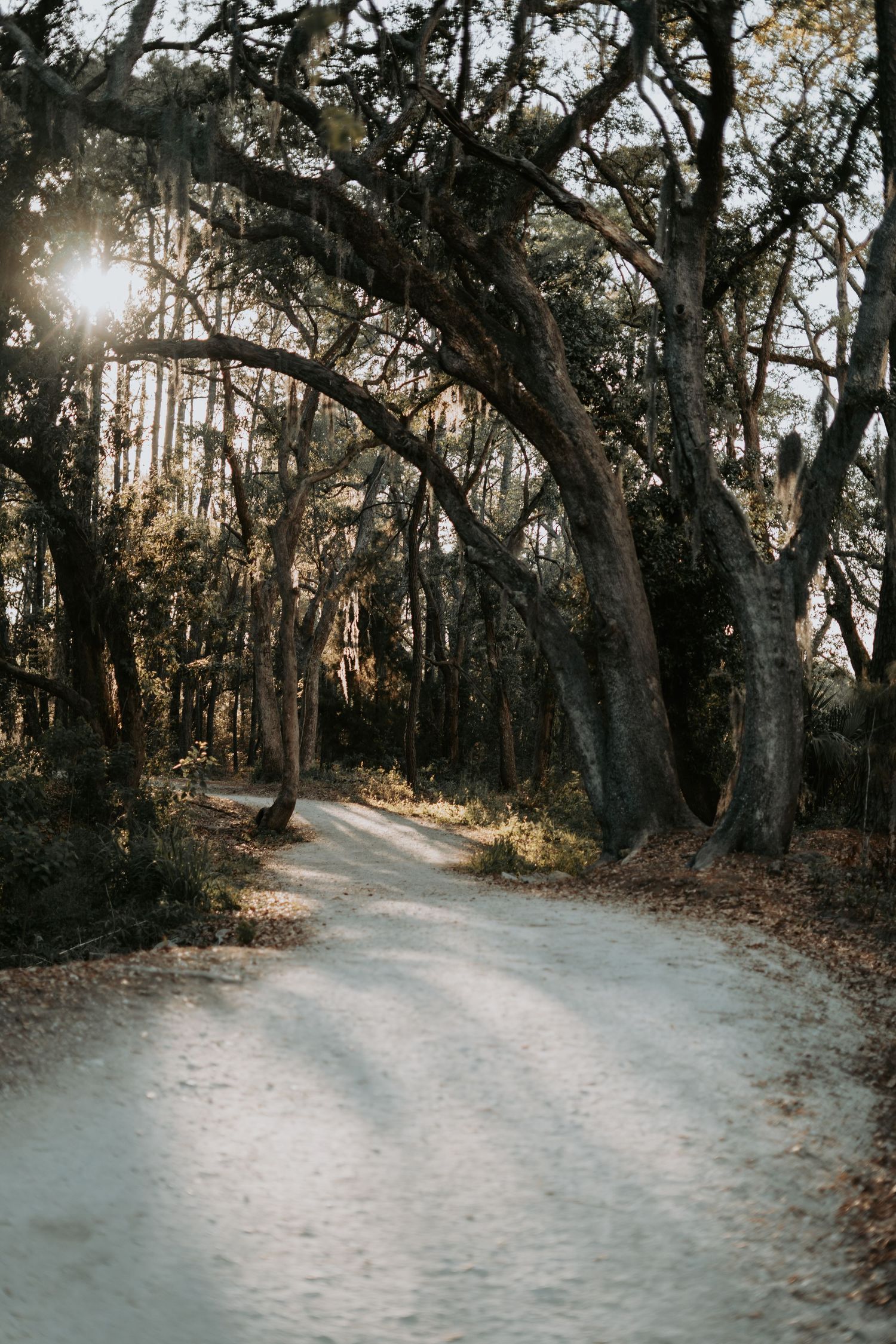 spanish moss trees in daniel island waterfront park south carolina