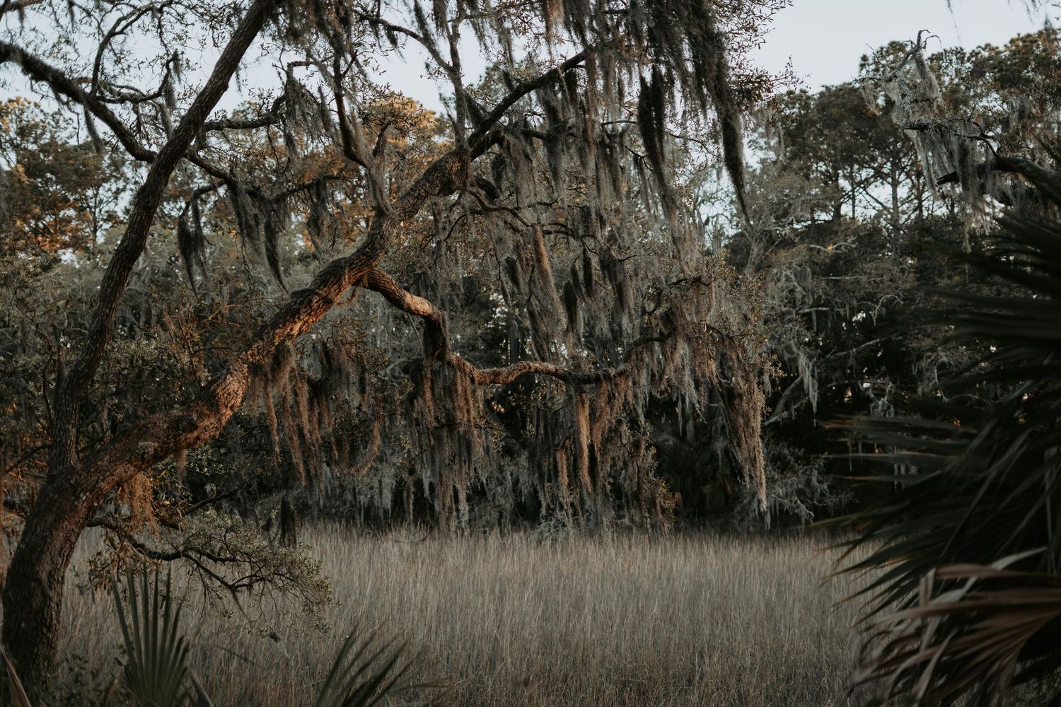 spanish moss daniel island sc