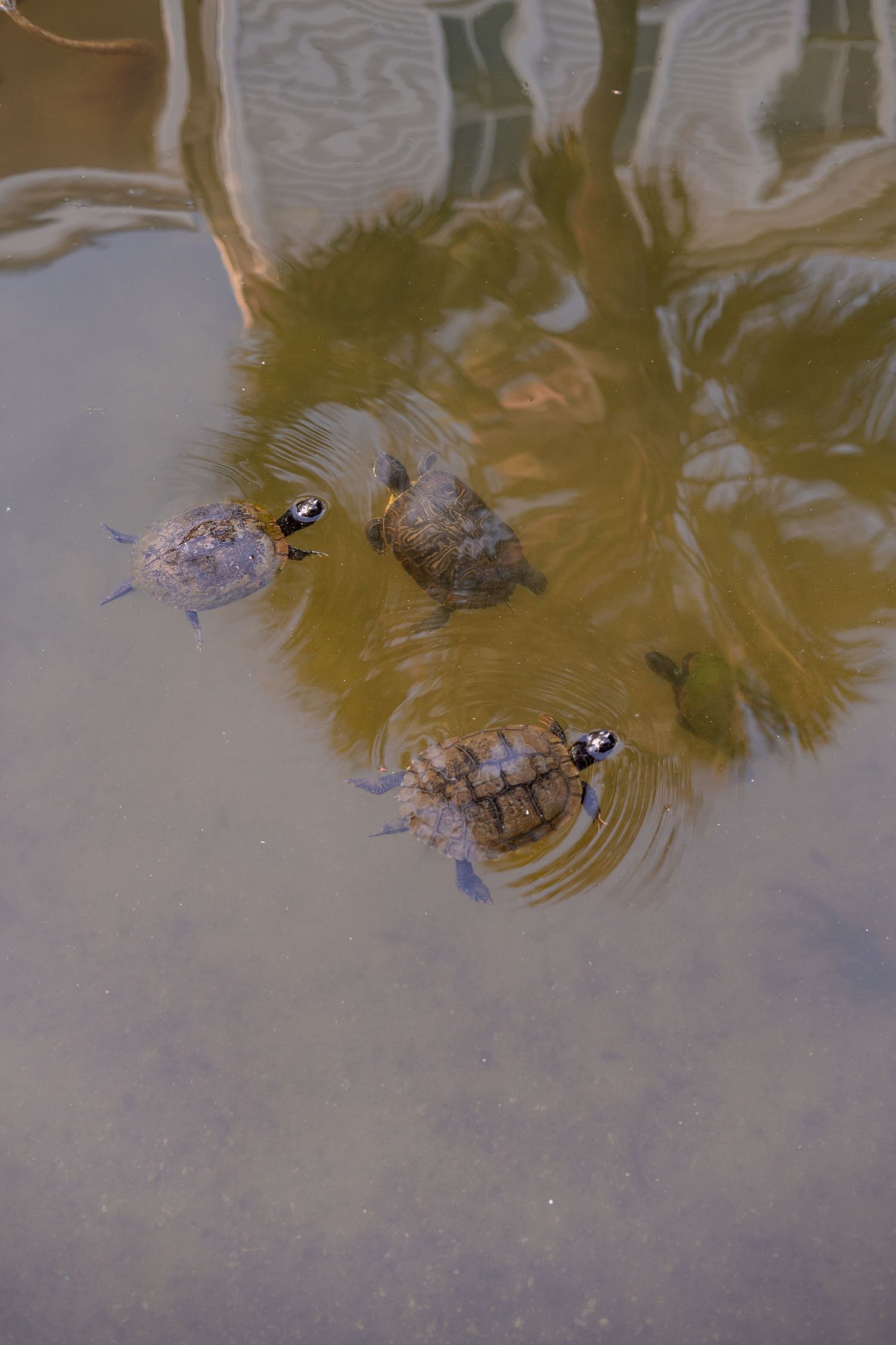 turtles in ion waterway mt pleasant sc