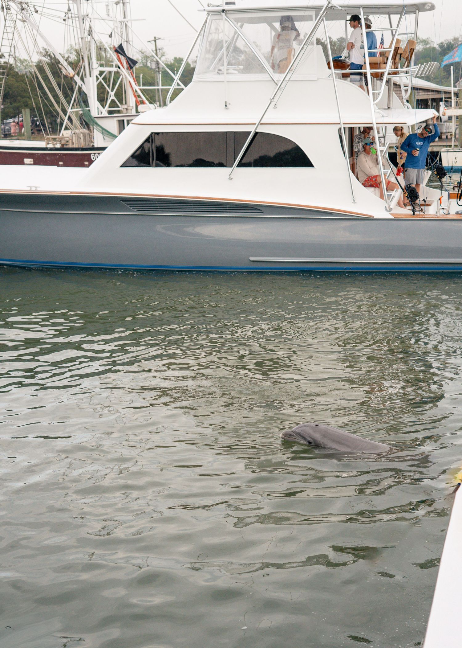 dolphin photos mt pleasant south carolina