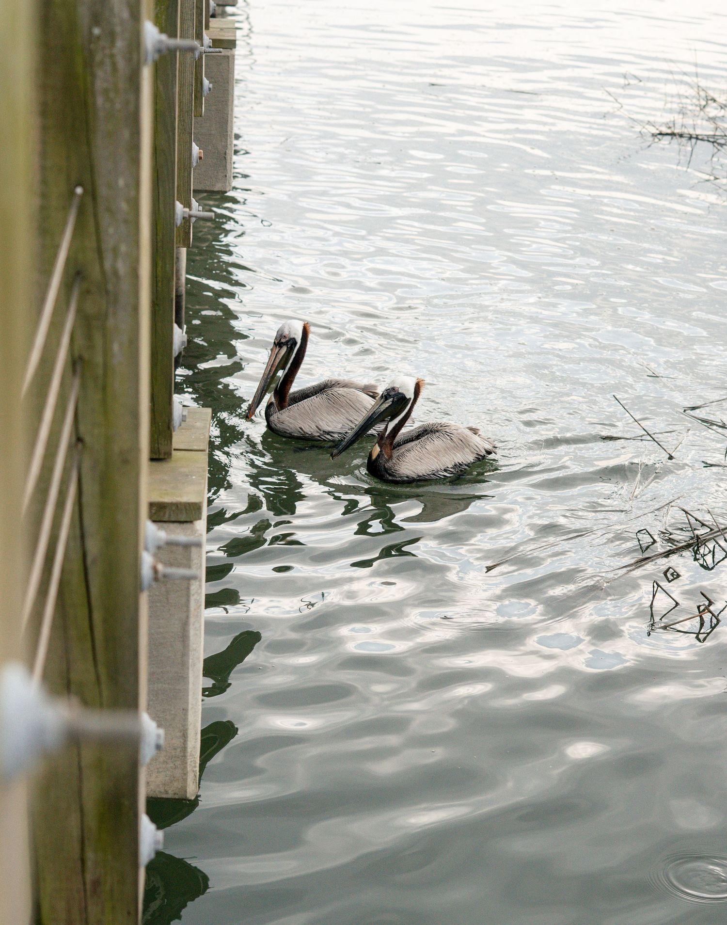 pelicans at shem creek south carolina
