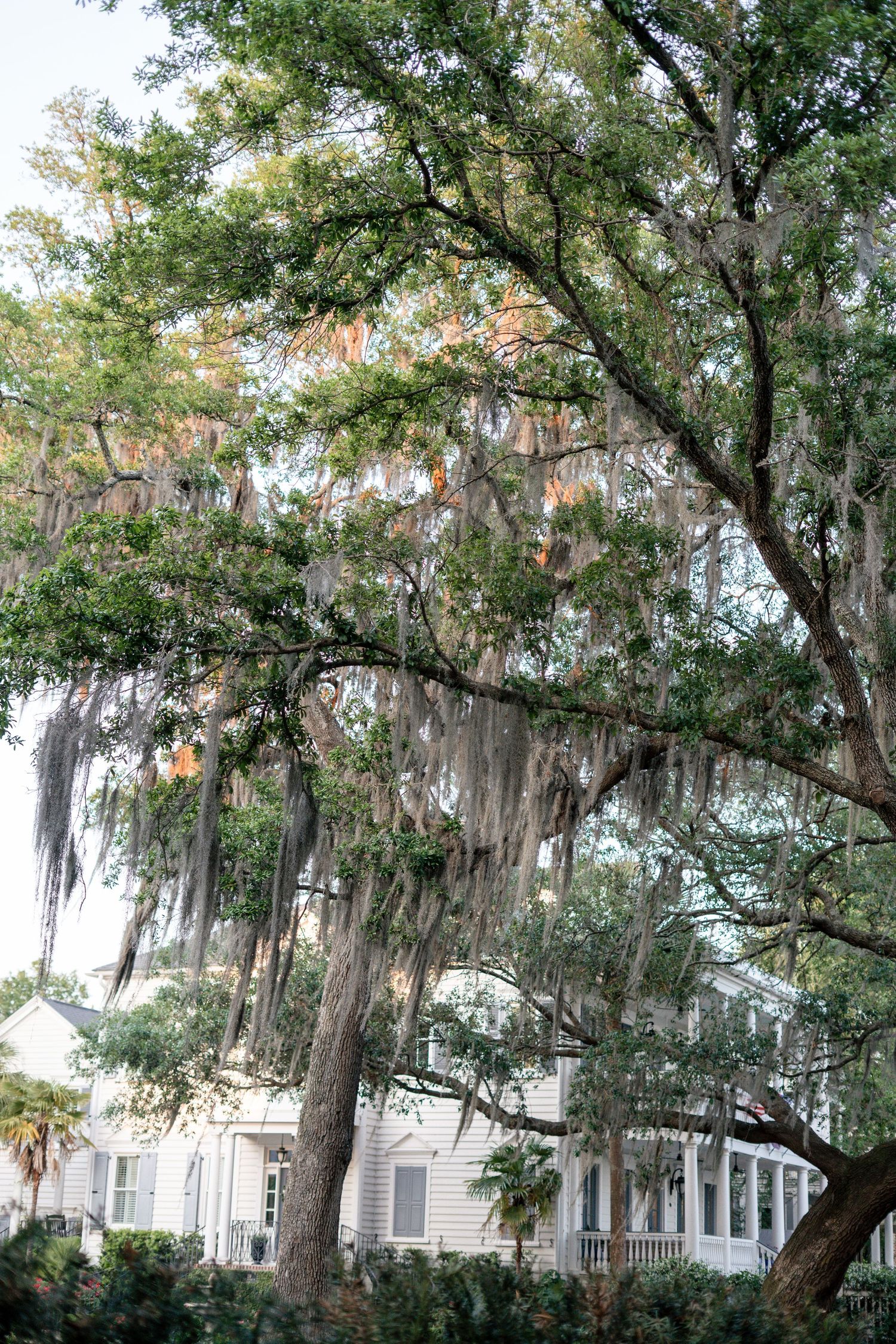 spanish moss ion mt plesant sc