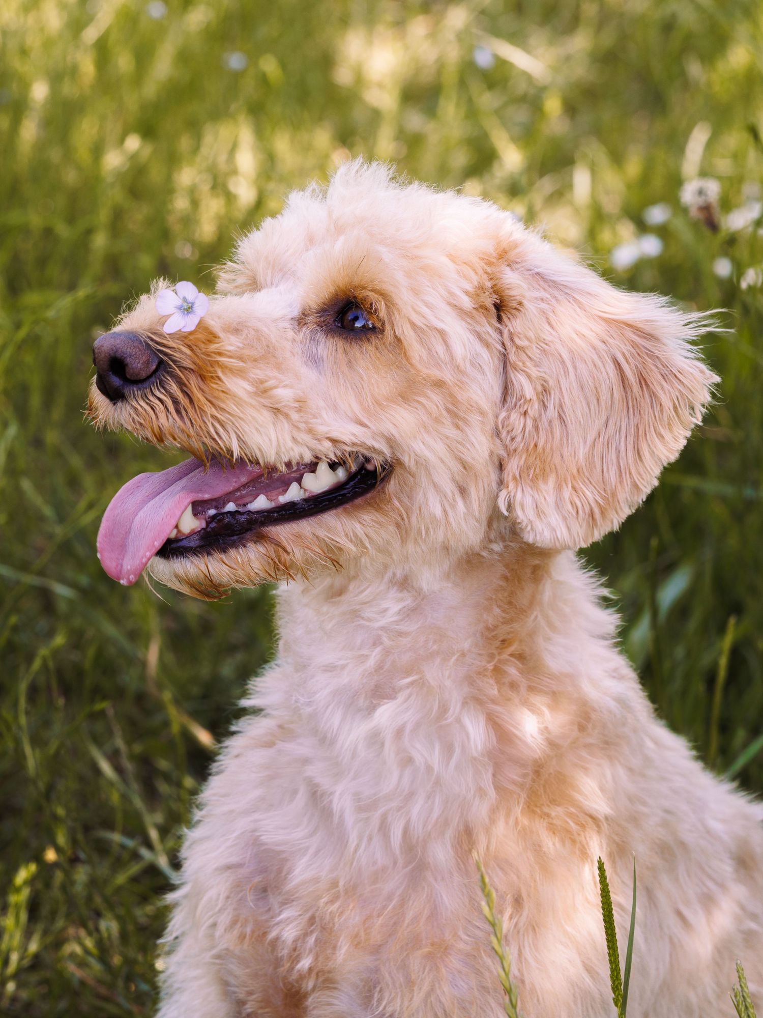 A happy golden Labradoodle puppy sits in green grass with tongue out, enjoying a sunny day outdoors.