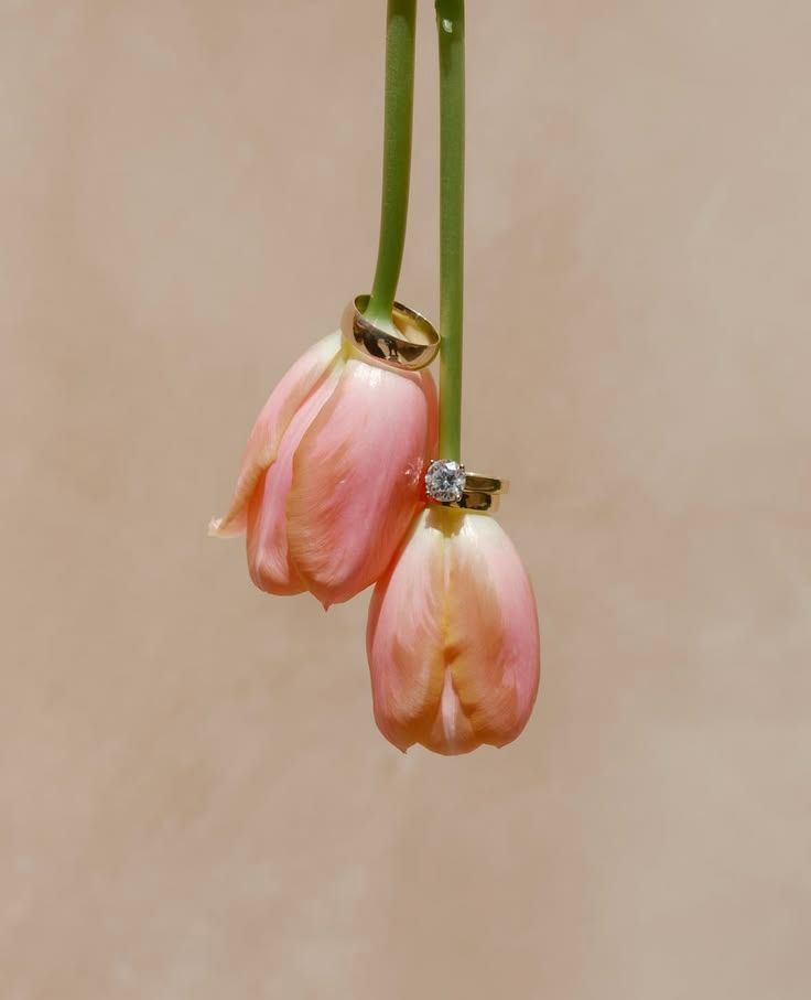 Two gold rings with diamonds resting on pink tulip blooms hanging upside down against a soft beige background.