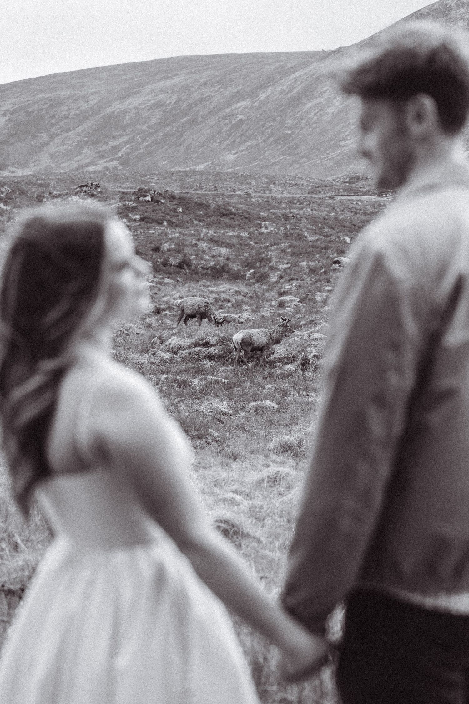 Black and white, editorial, cinematic engagement shoot. Deer in Glencoe. Engagement shoot, couples photographer. Highland elopement.