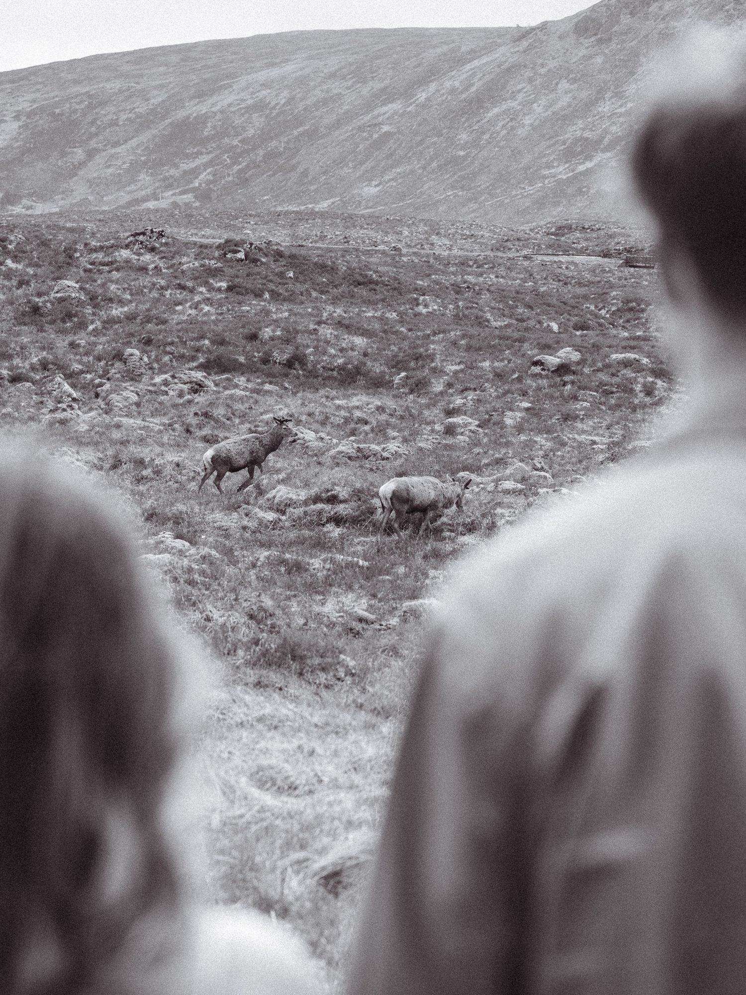 Black and white, editorial, cinematic engagement shoot. Deer in Glencoe. Engagement shoot, couples photographer. Highland elopement.