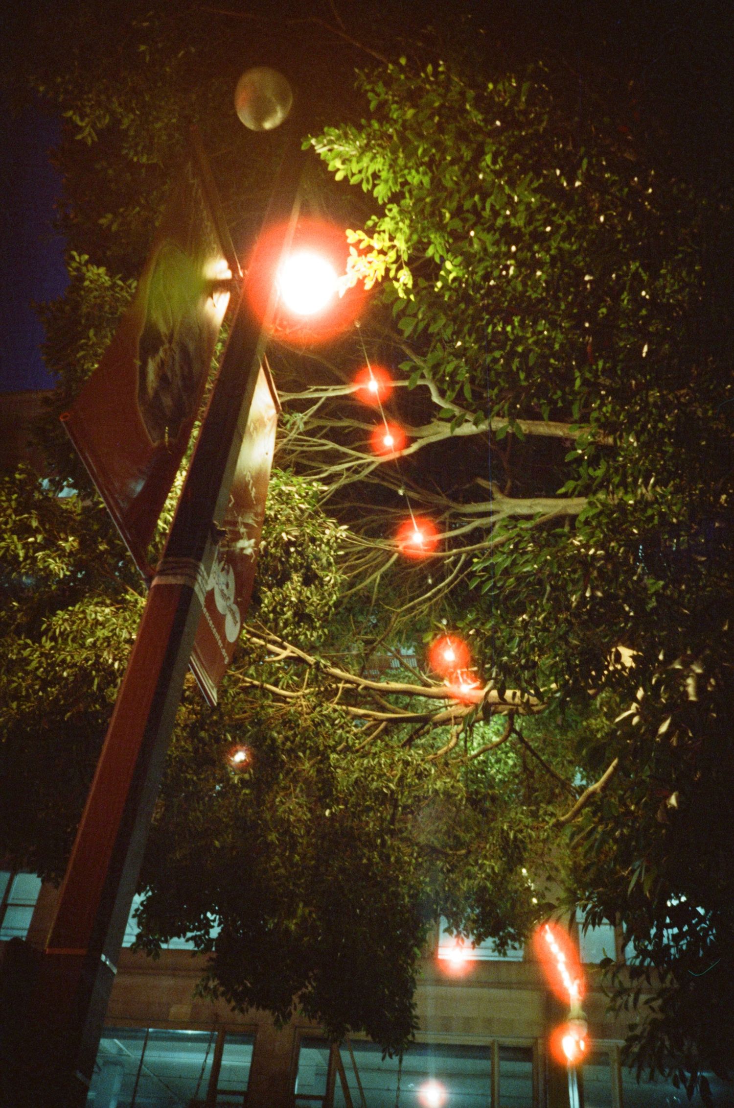 DTLA streetlights and greenery shot on Cinestill 800T film.

35mm film photo
© snapnon 2026