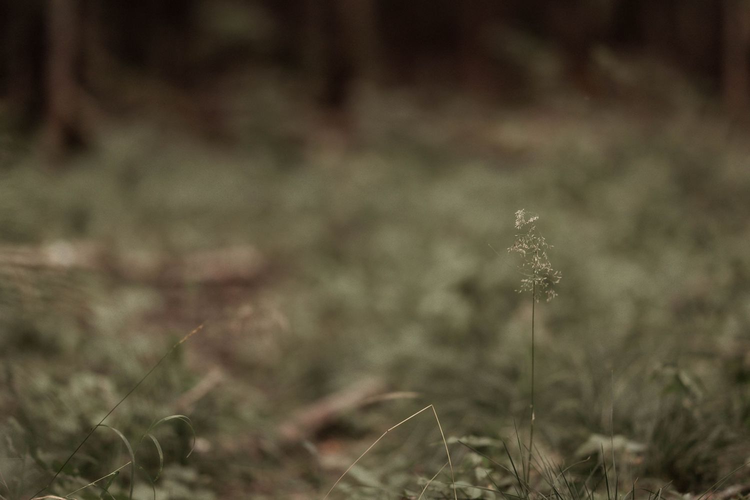 skog