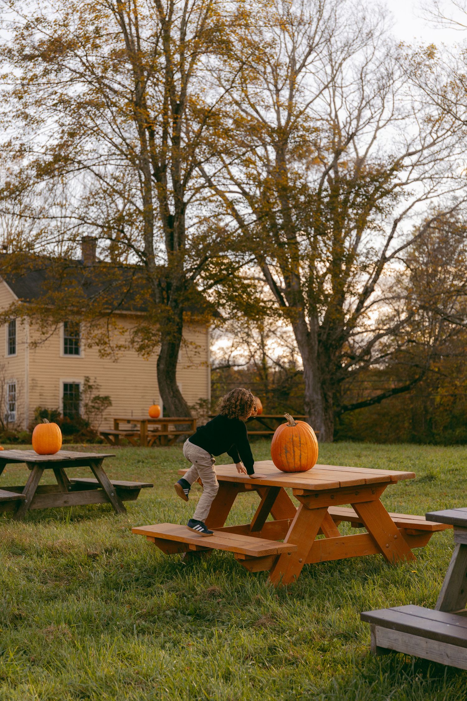 A young child plays with pumpkins on wooden picnic tables in an autumn yard with a white farmhouse.