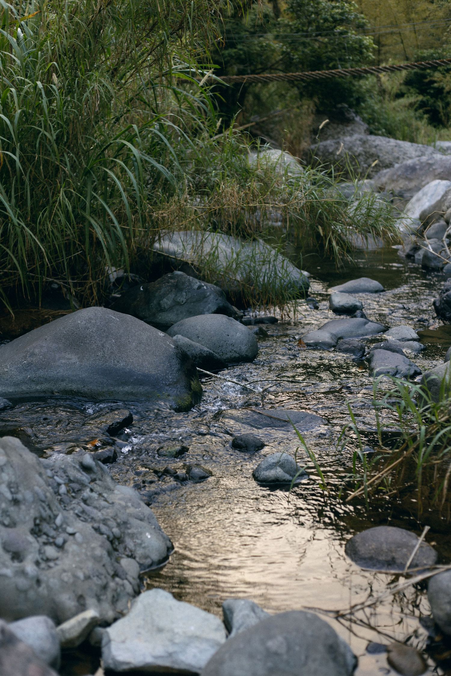 Sunlight reflects on a shallow stream flowing between rocky banks and tall reeds in a tranquil natural setting.