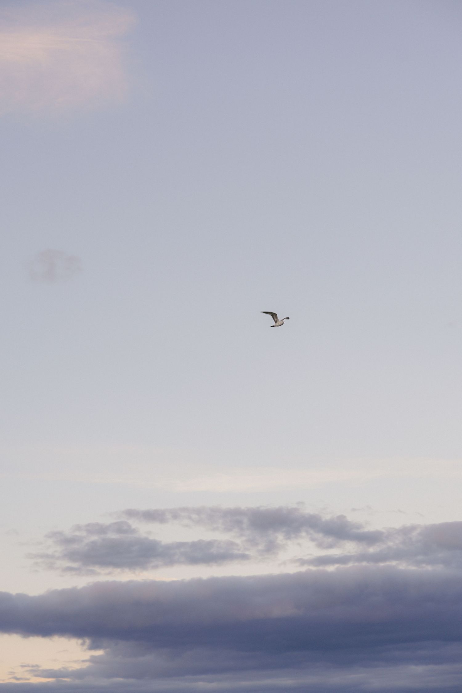 A lone seagull soars through a serene pastel blue sky with soft purple clouds below.
