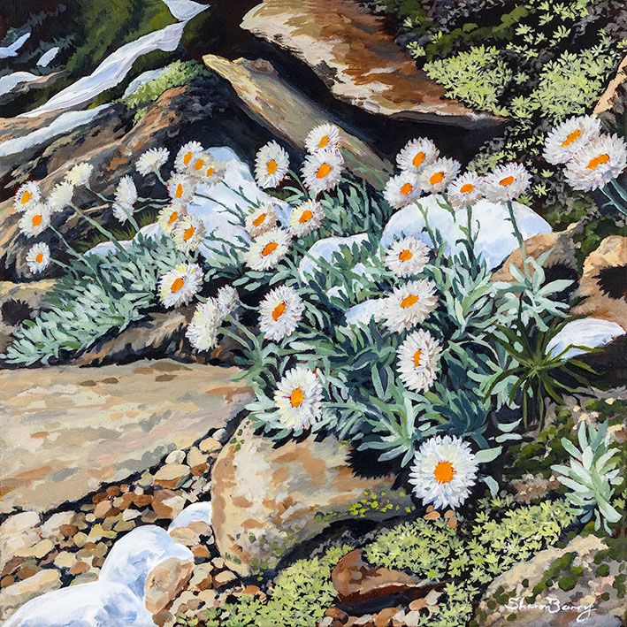 Oil painting of white daisies growing among rocks, snow and greenery in a natural mountain landscape setting by Wodonga Artist Sharon Barry.