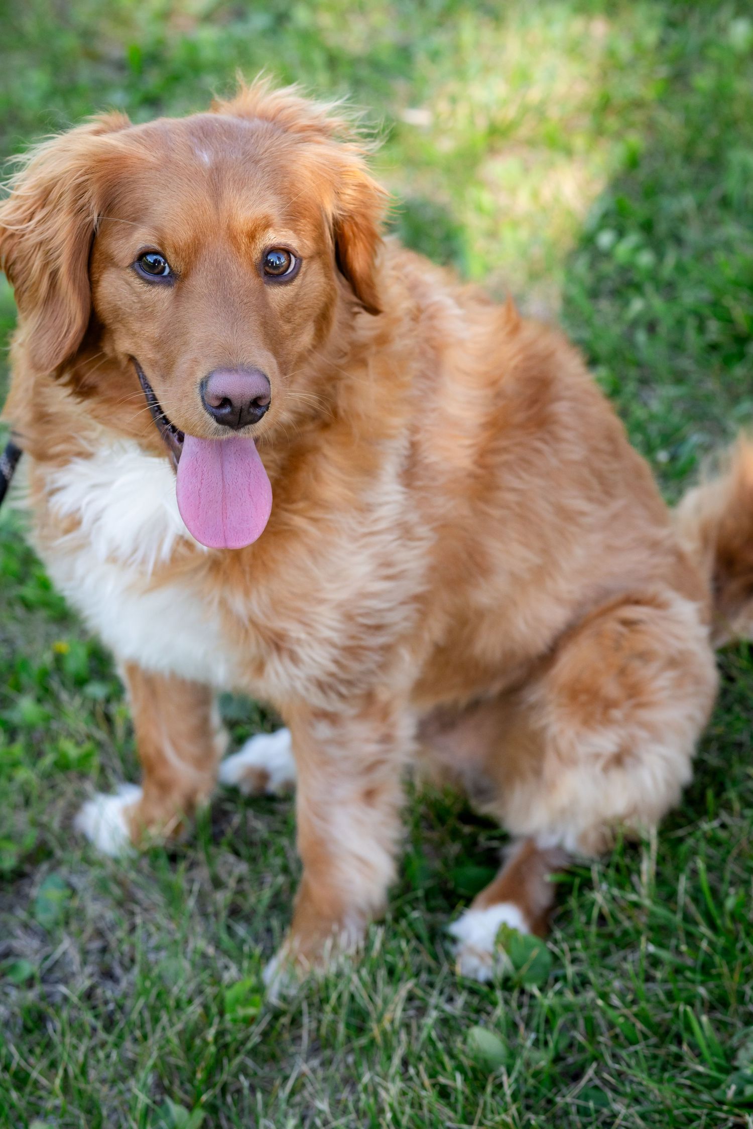 Fluffy golden retriever dog sitting on green grass with tongue out, looking at camera.