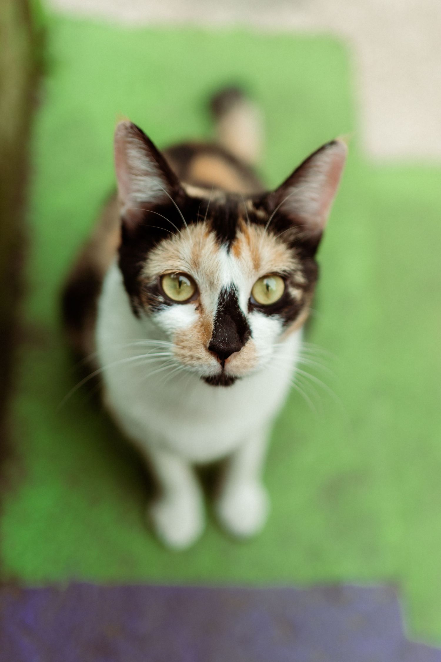 A calico cat with green eyes sits on a green surface and looks up at the camera.