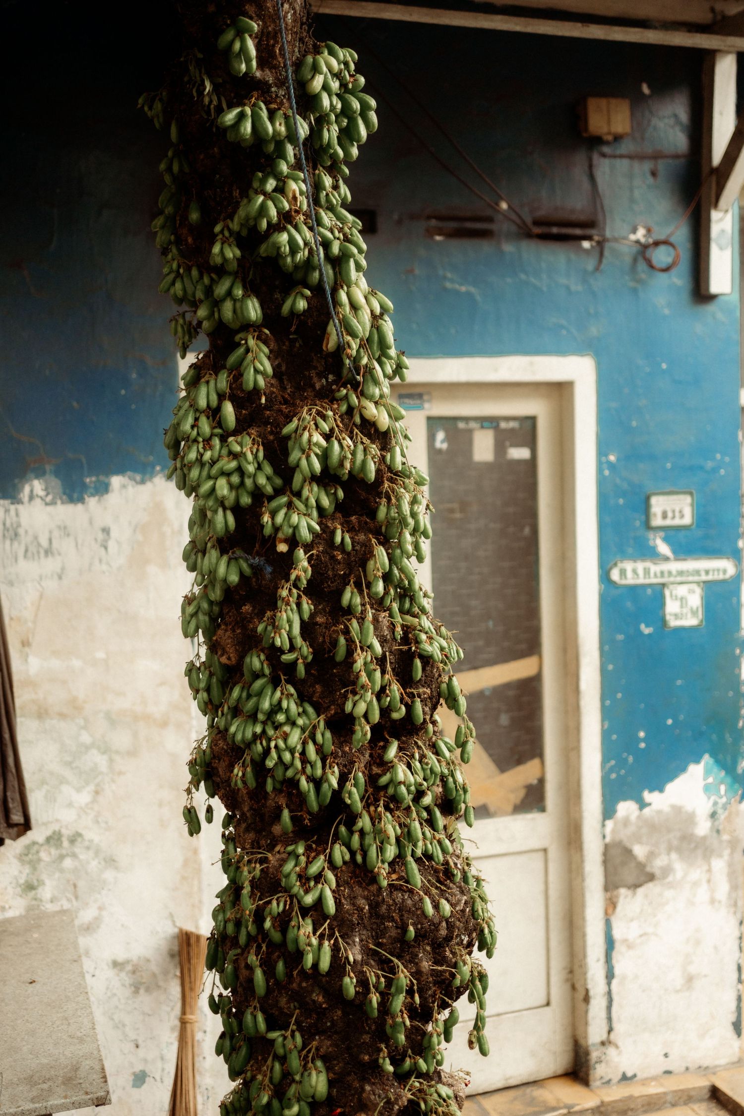 Dense vine covered in small green berries climbing column against weathered blue wall with door.