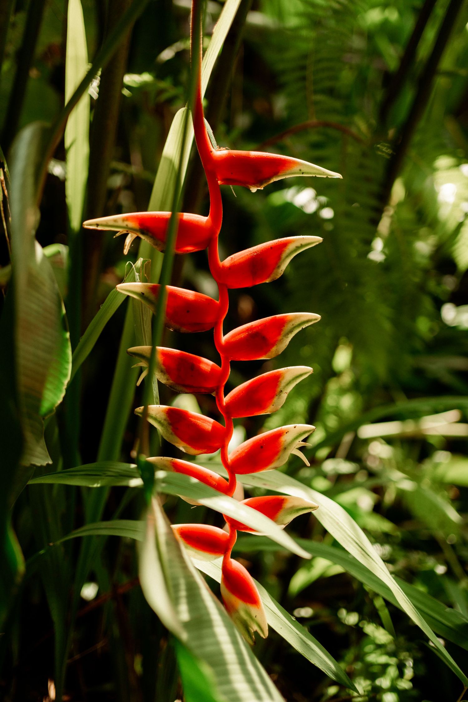 Vibrant red heliconia tropical flower with green leaves in a lush jungle garden setting.