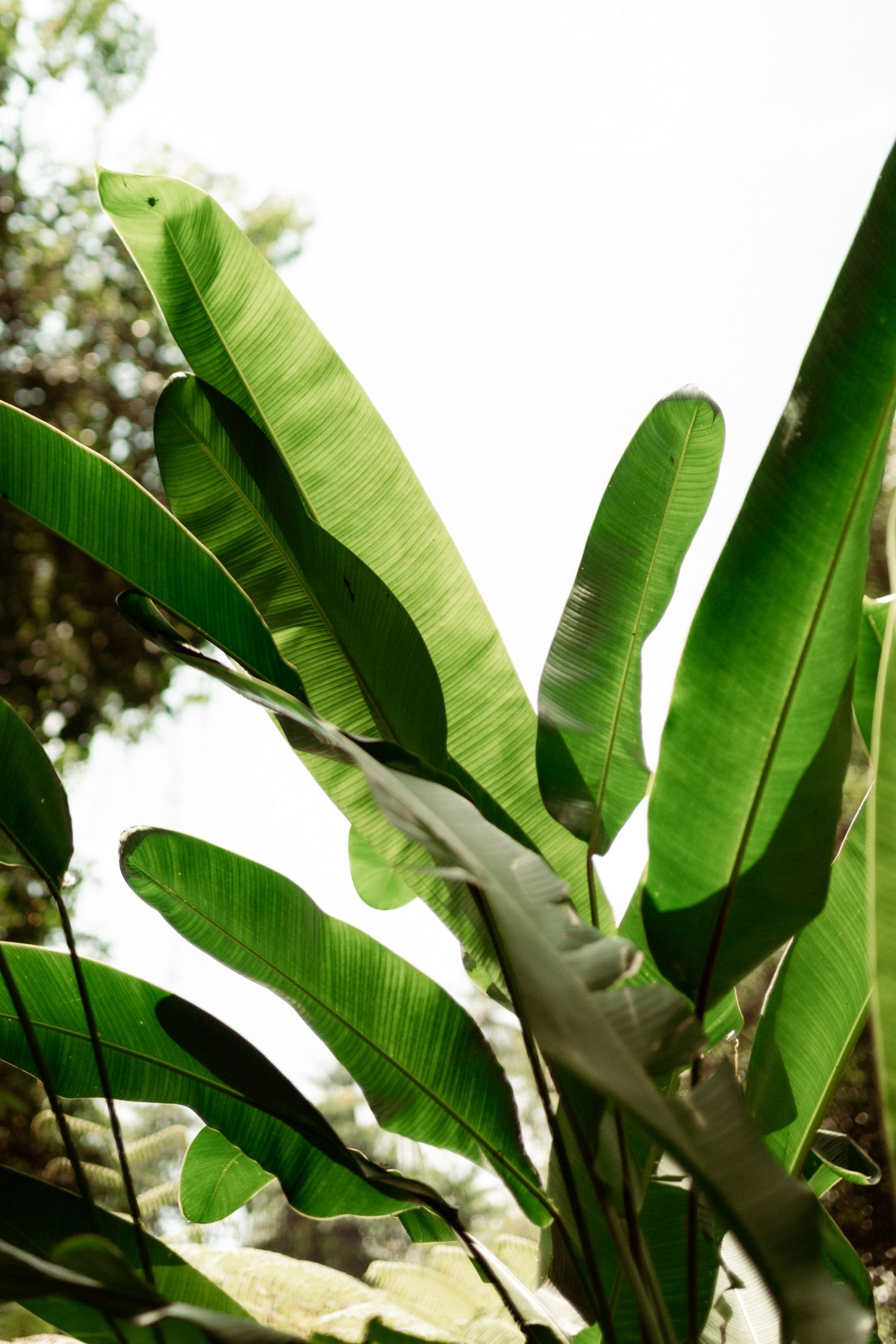 Lush green banana tree leaves backlit by bright sky in a tropical garden setting.