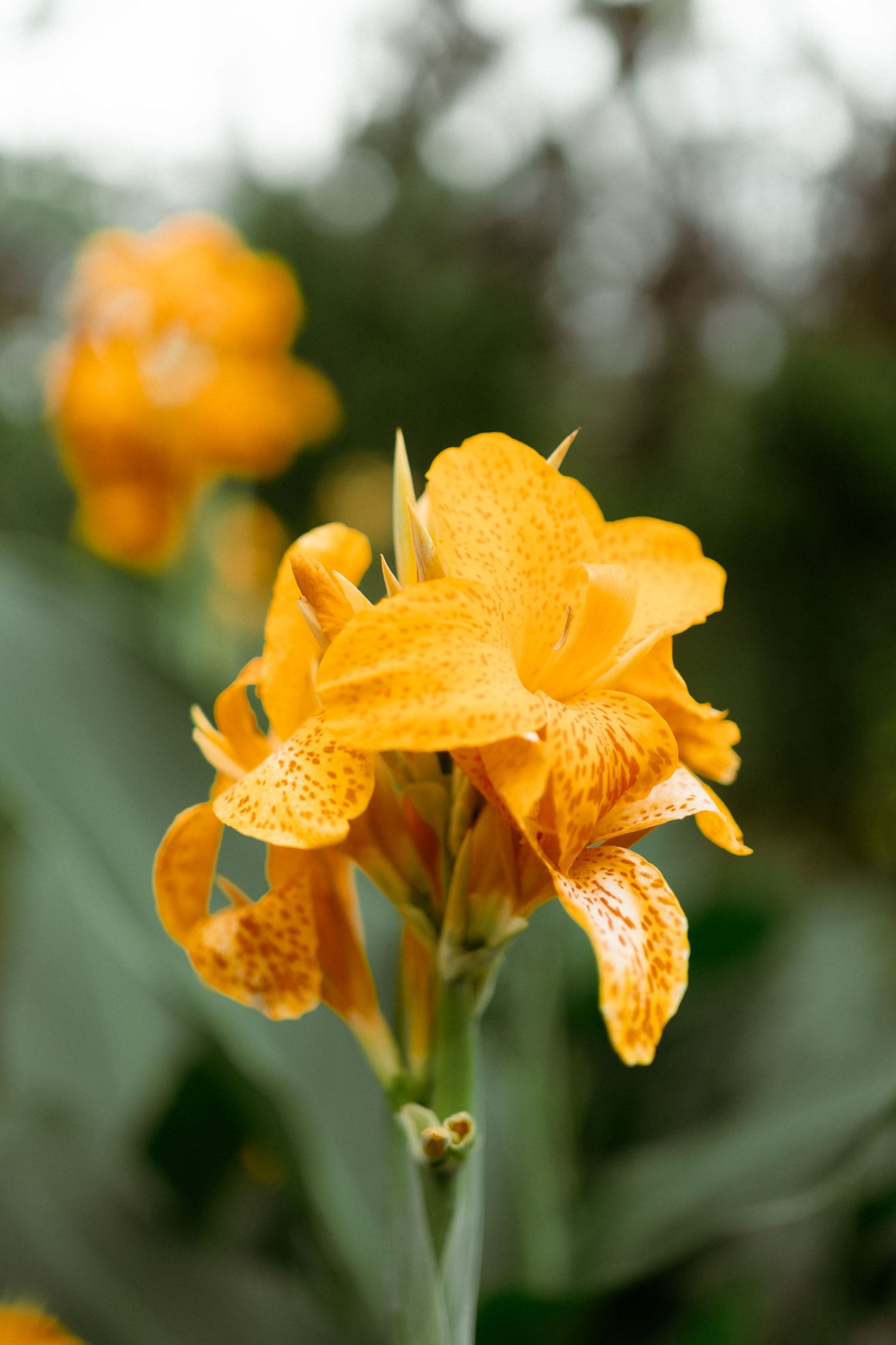 Vibrant orange canna lily flower with spotted petals blooming in a lush garden, with soft bokeh green foliage background.