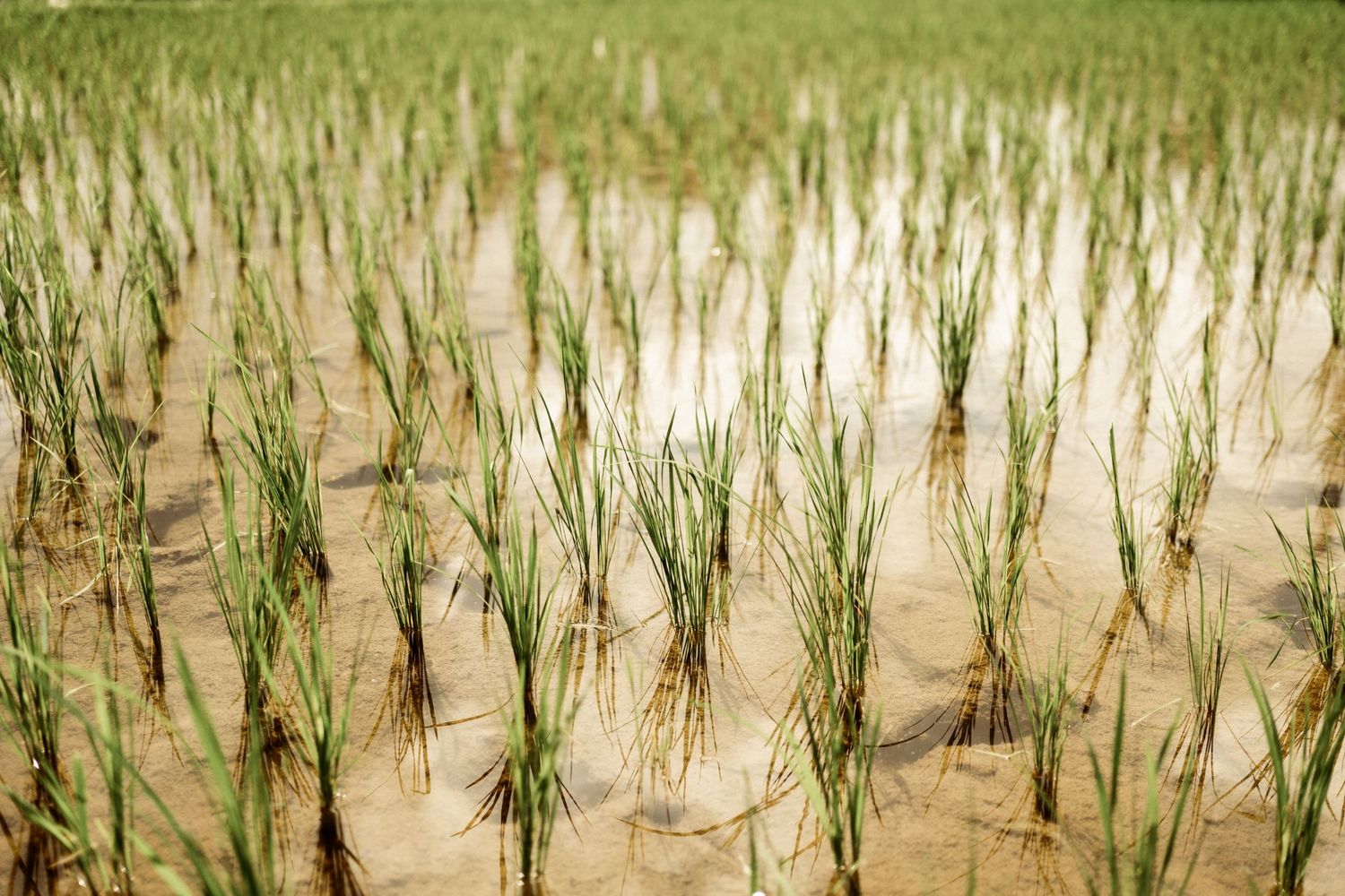 Flooded rice paddy field with young green rice seedlings growing in muddy water.