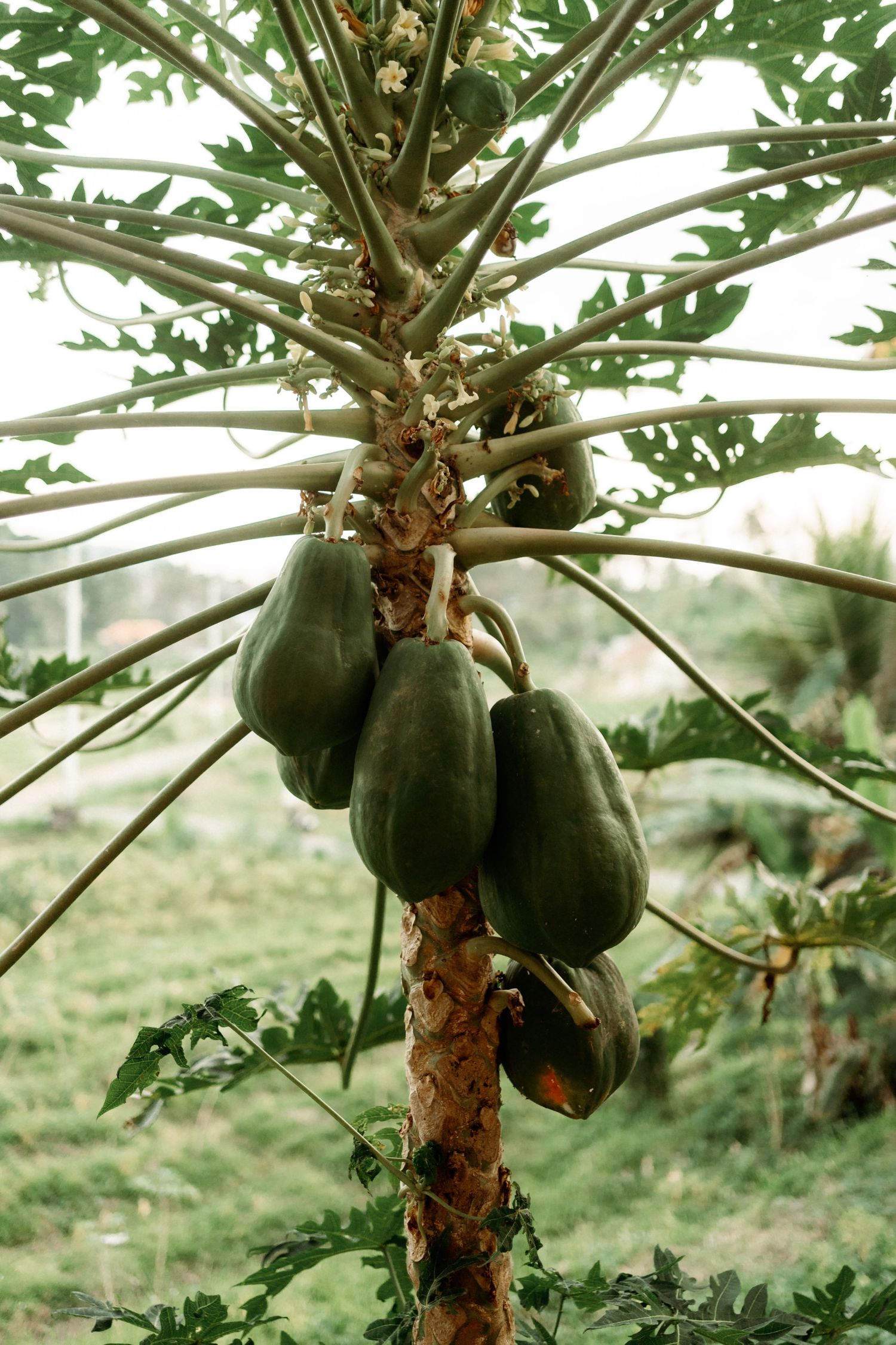 Cluster of green unripe papayas growing on tropical papaya tree in outdoor garden setting.