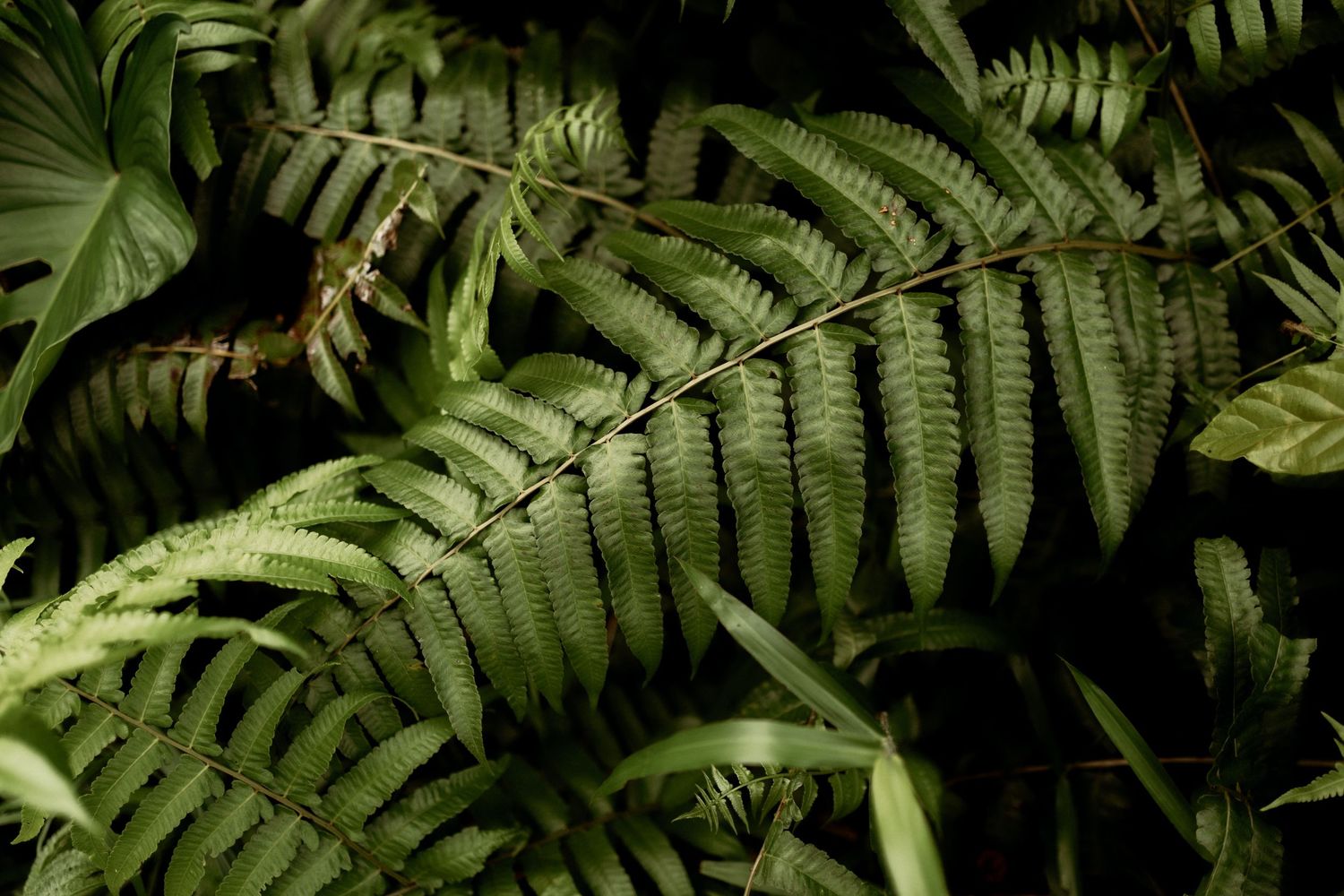 Close-up of vibrant green fern leaves in a dark tropical forest setting.