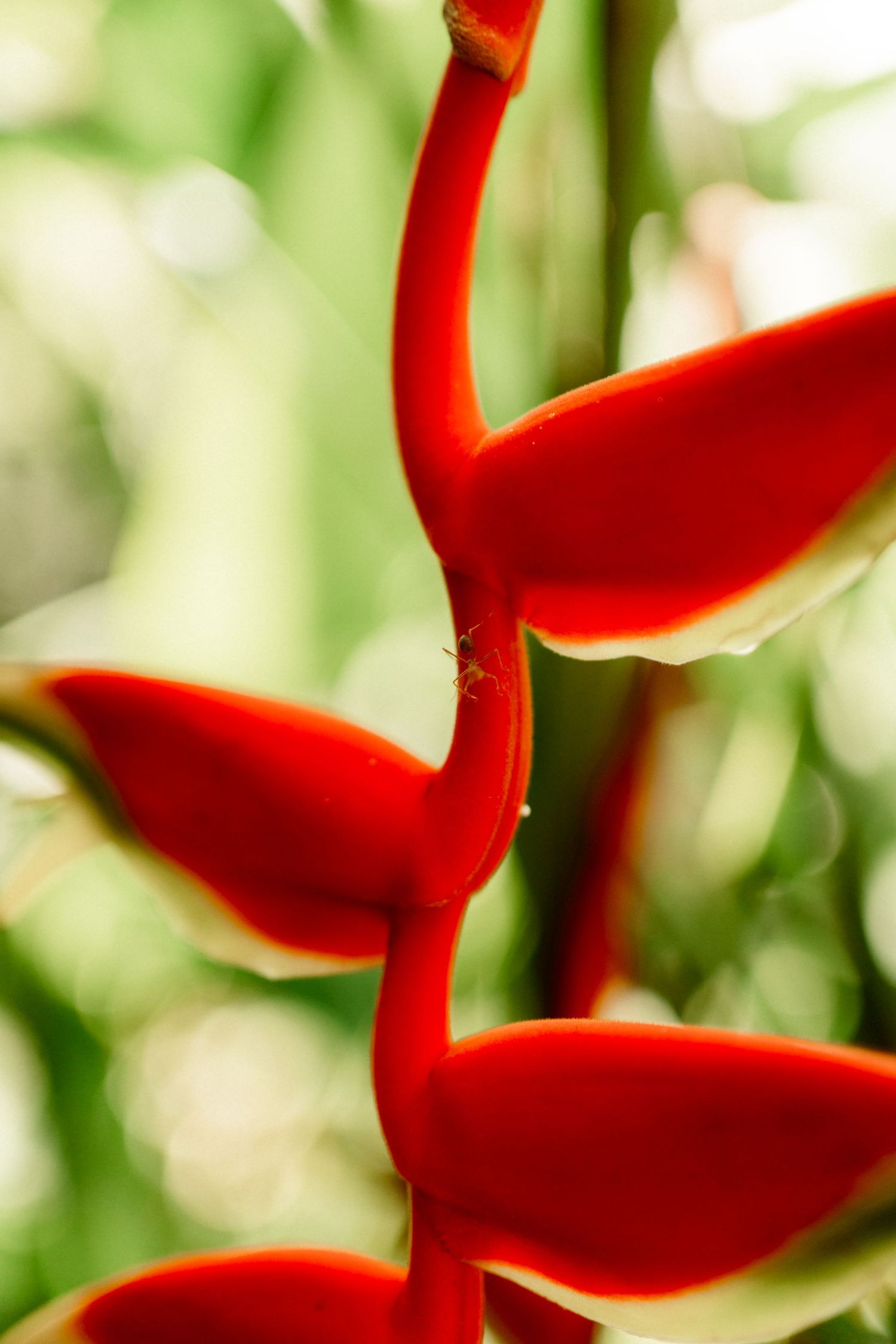 Close-up of vibrant red heliconia tropical flower with curved bracts against a soft green bokeh background.