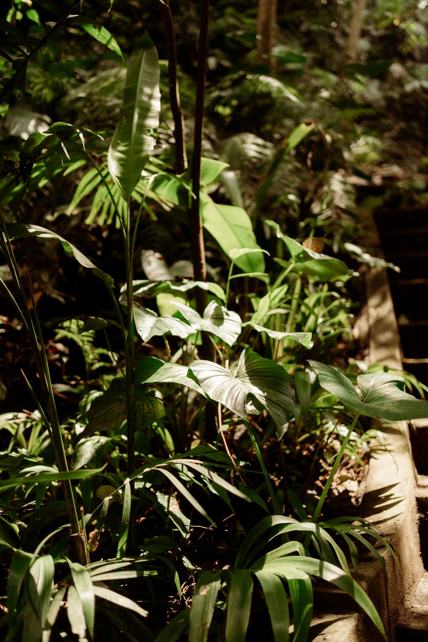 Lush tropical jungle foliage with large green leaves illuminated by dappled sunlight filtering through dense forest canopy.