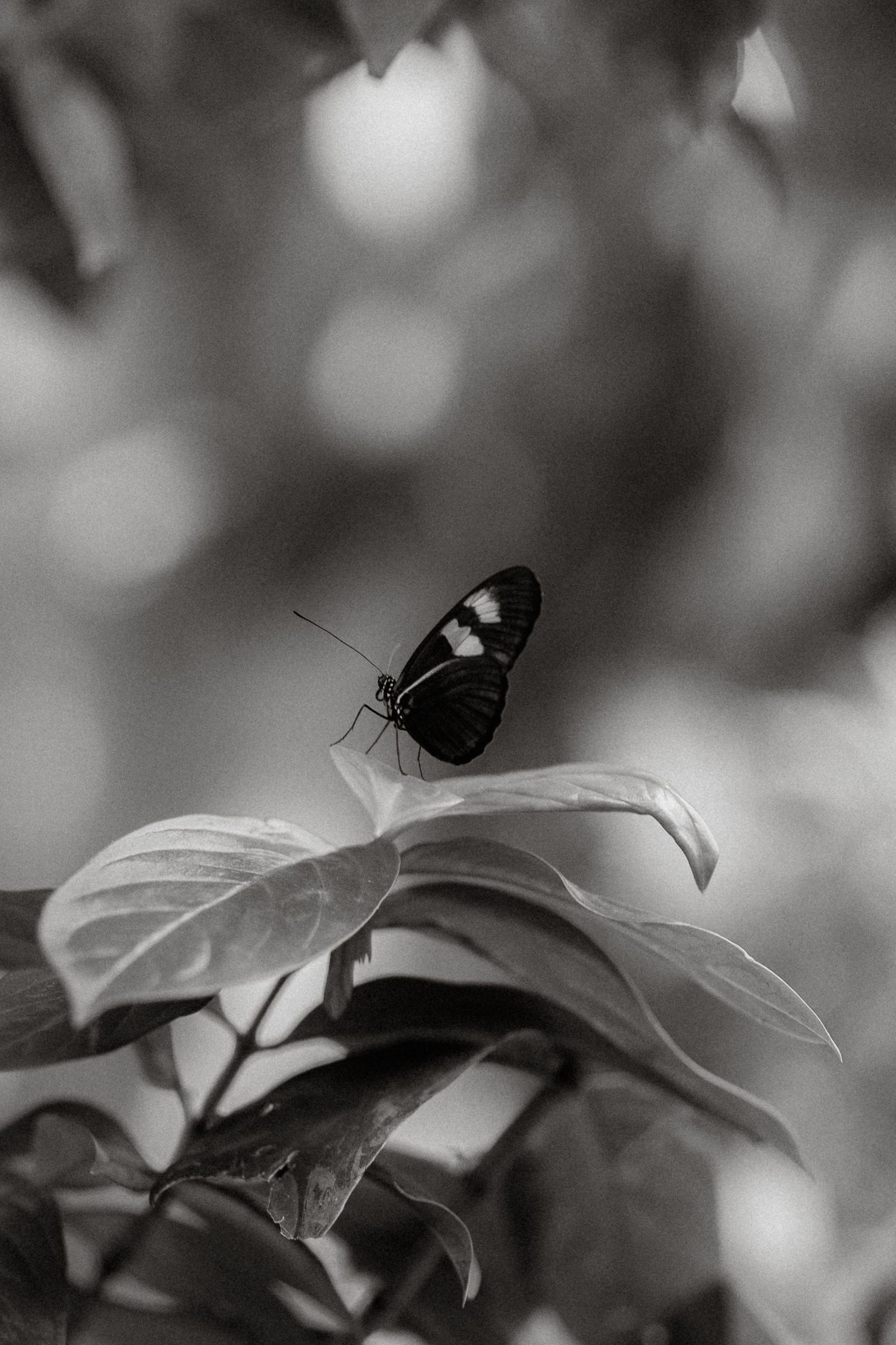 Black and white photo of a butterfly perched on a leaf with bokeh background.