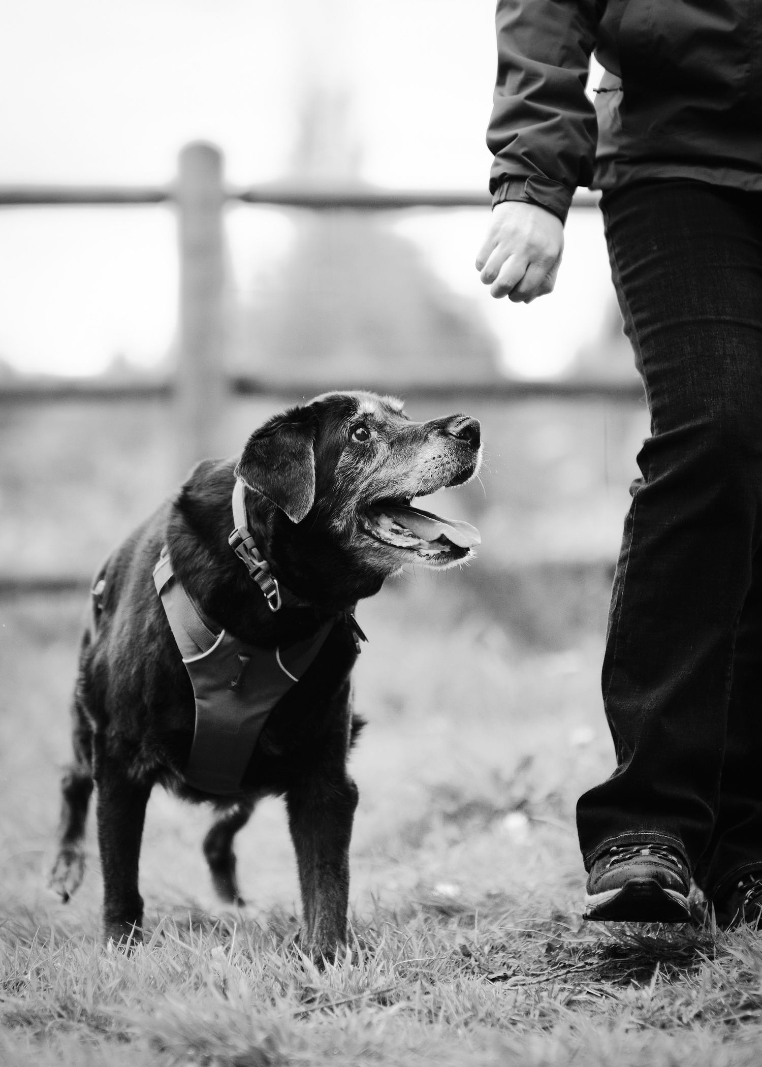 A black dog in a harness looks up attentively at their owner while standing in a grassy field in black and white.