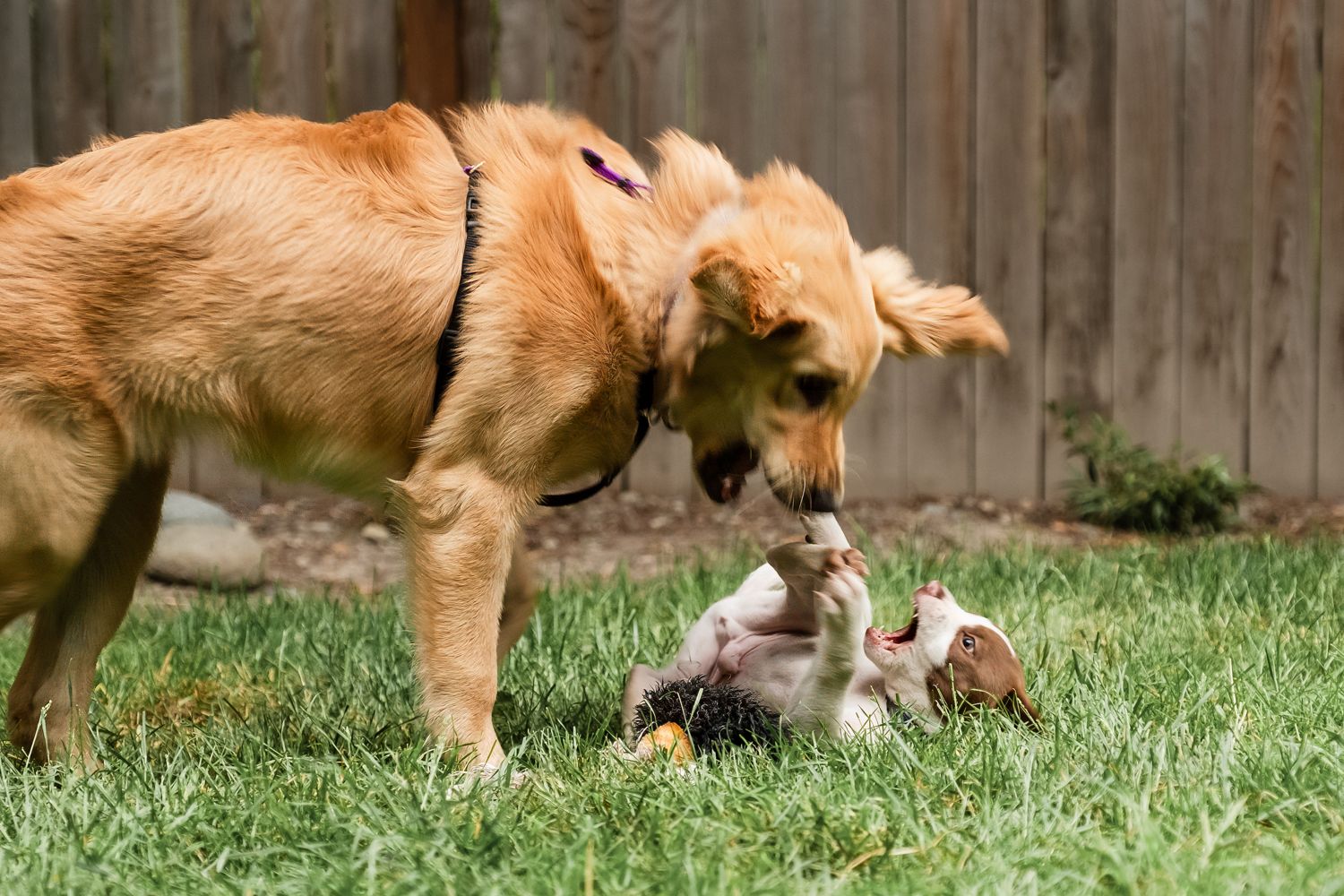 A large brown dog sniffs and plays with a small gray kitten lying in the grass by a wooden fence.