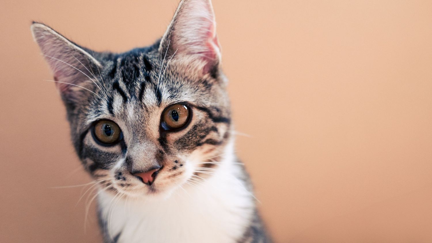 Close up portrait of a striped tabby and white cat with bright eyes against a peach colored background.
