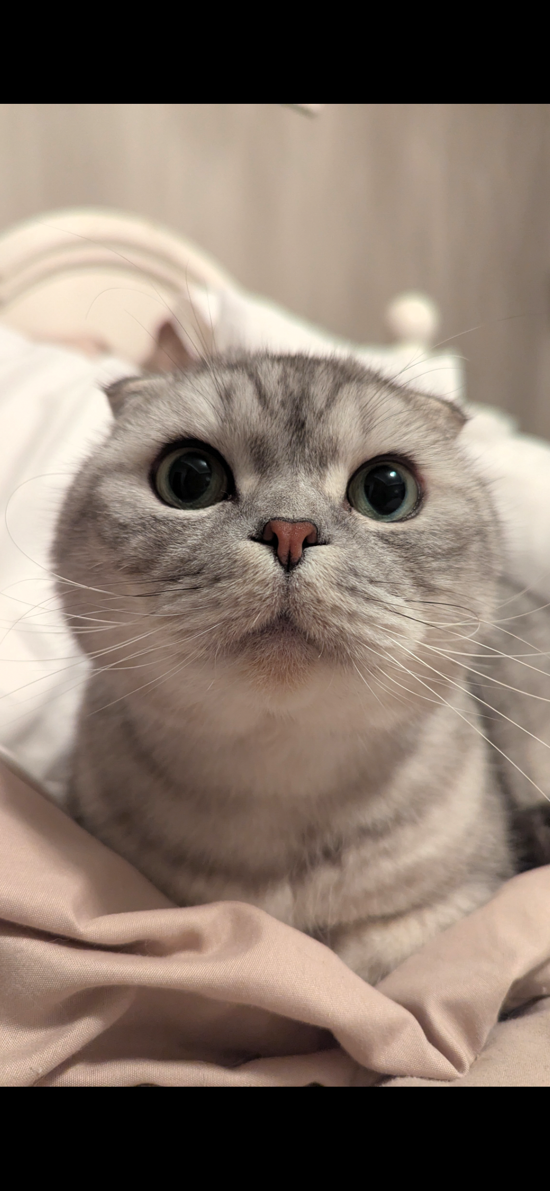 Scottish fold cat.
