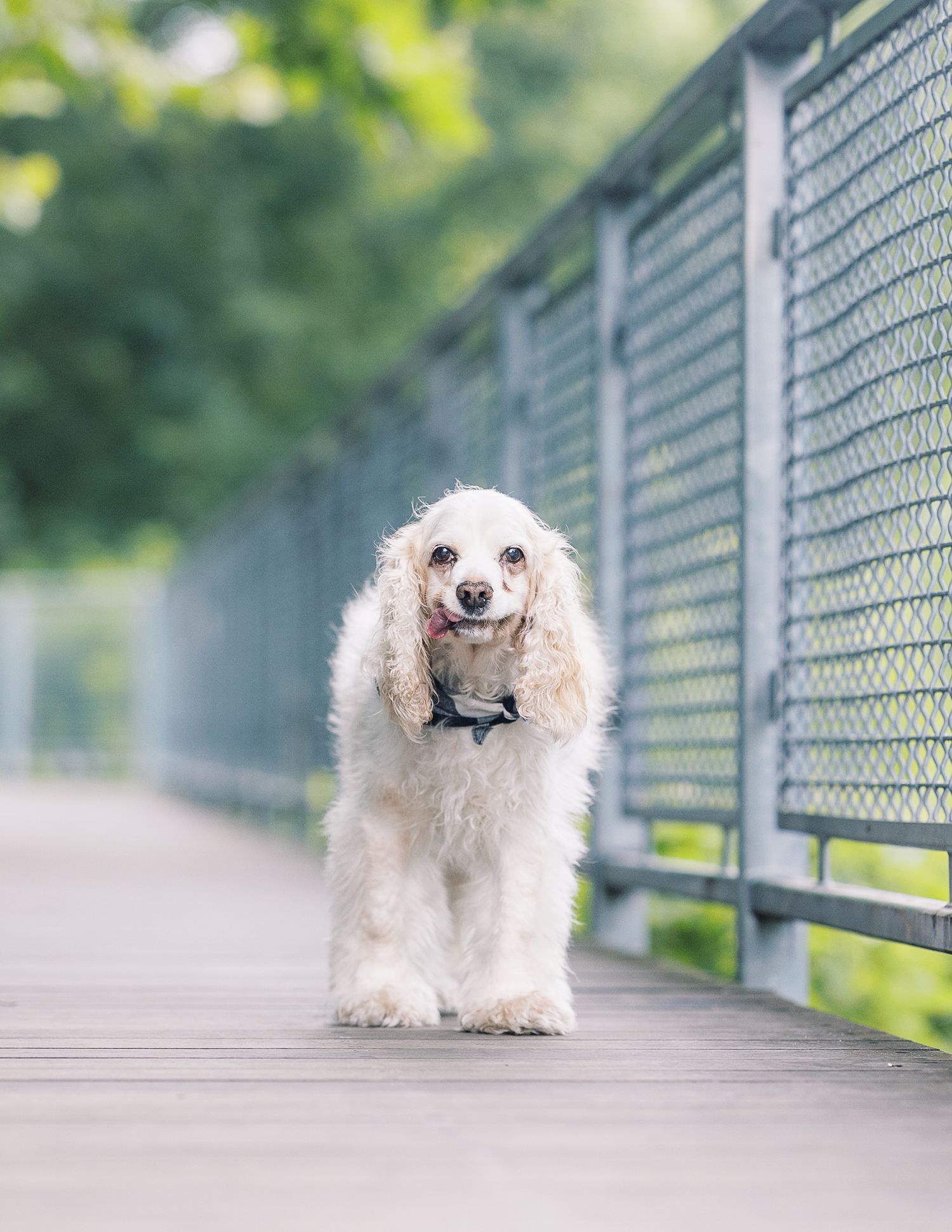 A small white fluffy dog walks along a boardwalk in sequential motion shots.