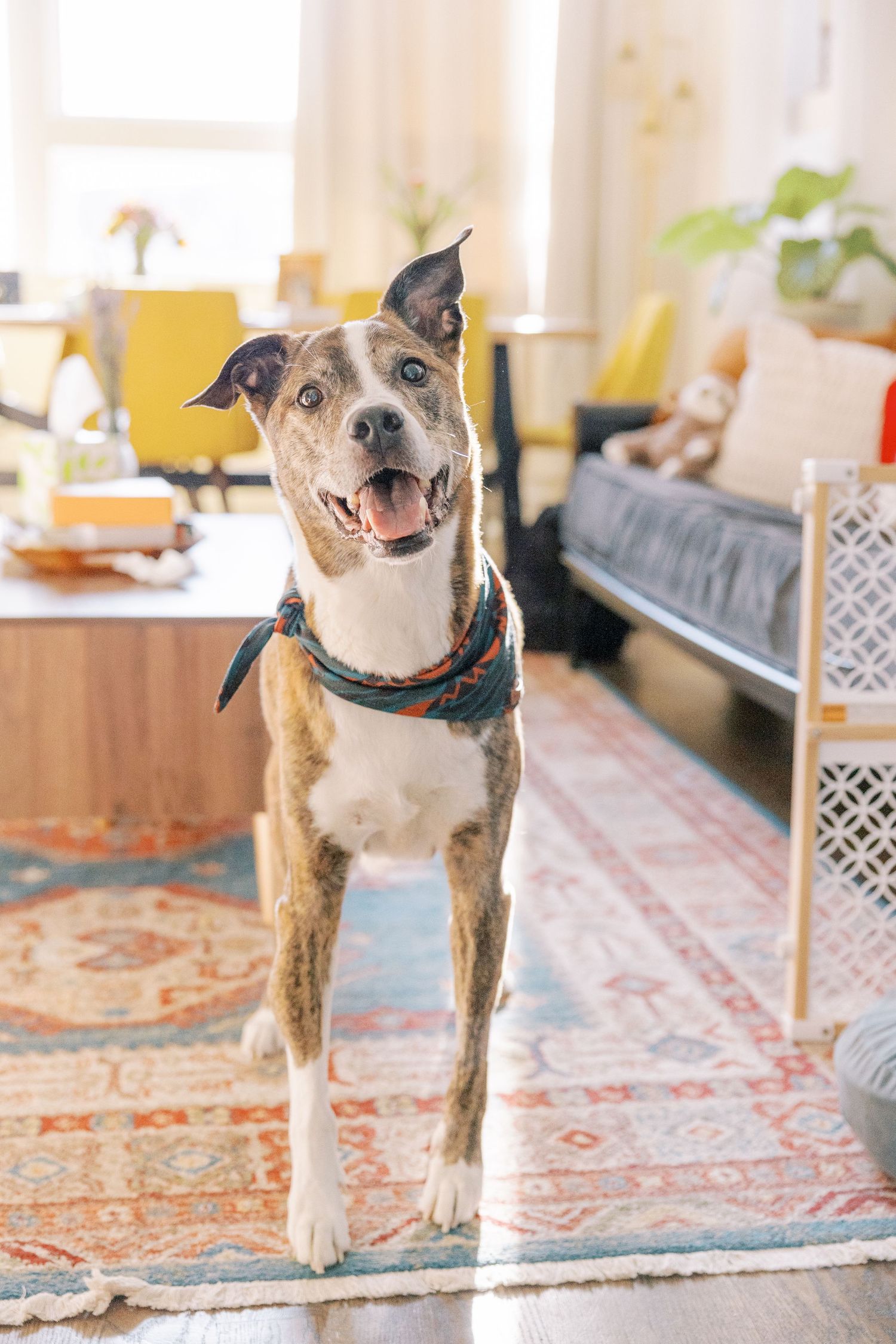Smiling dog standing on a patterned rug in a bright living room.
