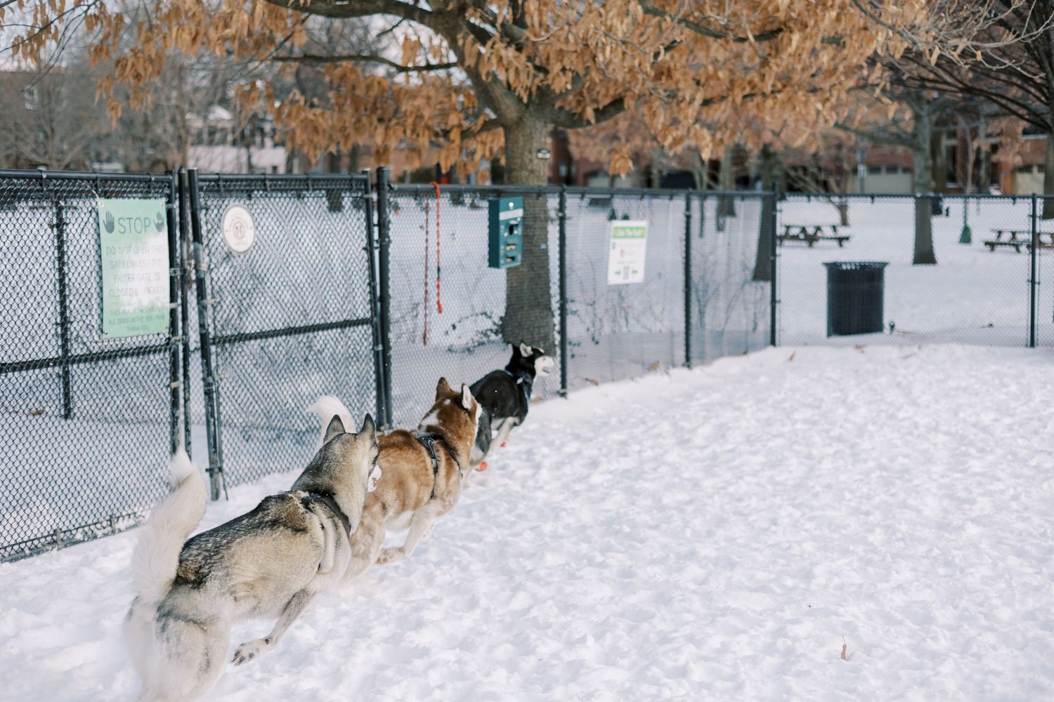 A German Shepherd dog plays and runs through fresh snow in a fenced park area during winter.