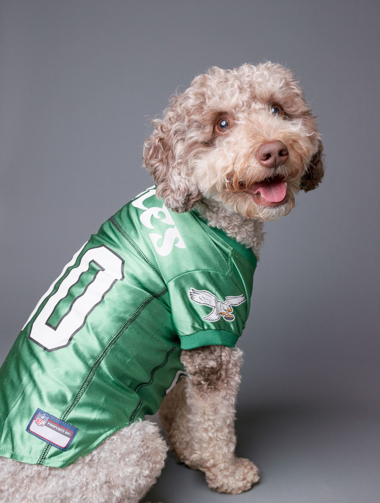 A small brown poodle mix dog wearing a green sports jersey with the number 10 poses from different angles.