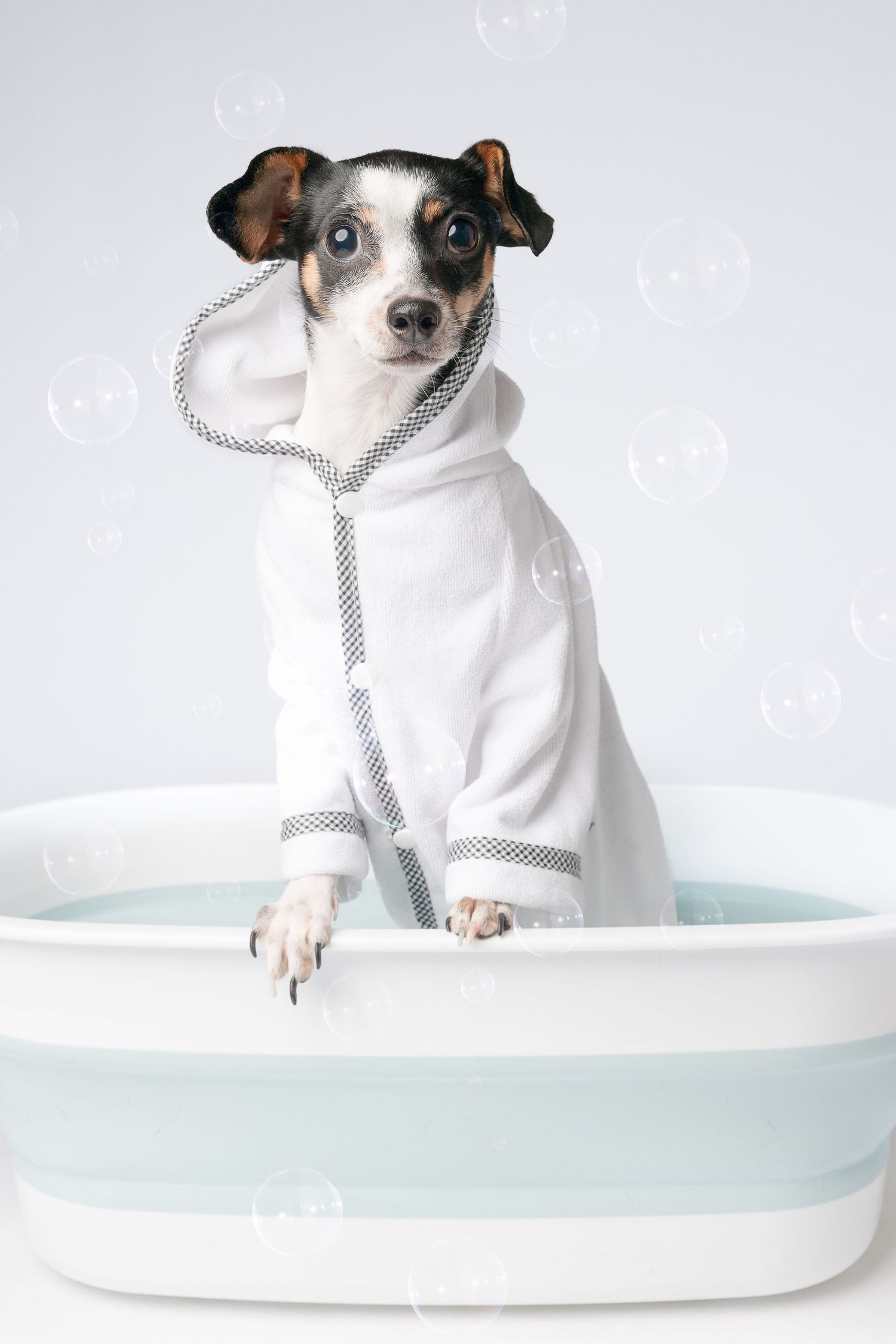 Small dog in white bathrobe sitting in bathtub with soap bubbles floating around.